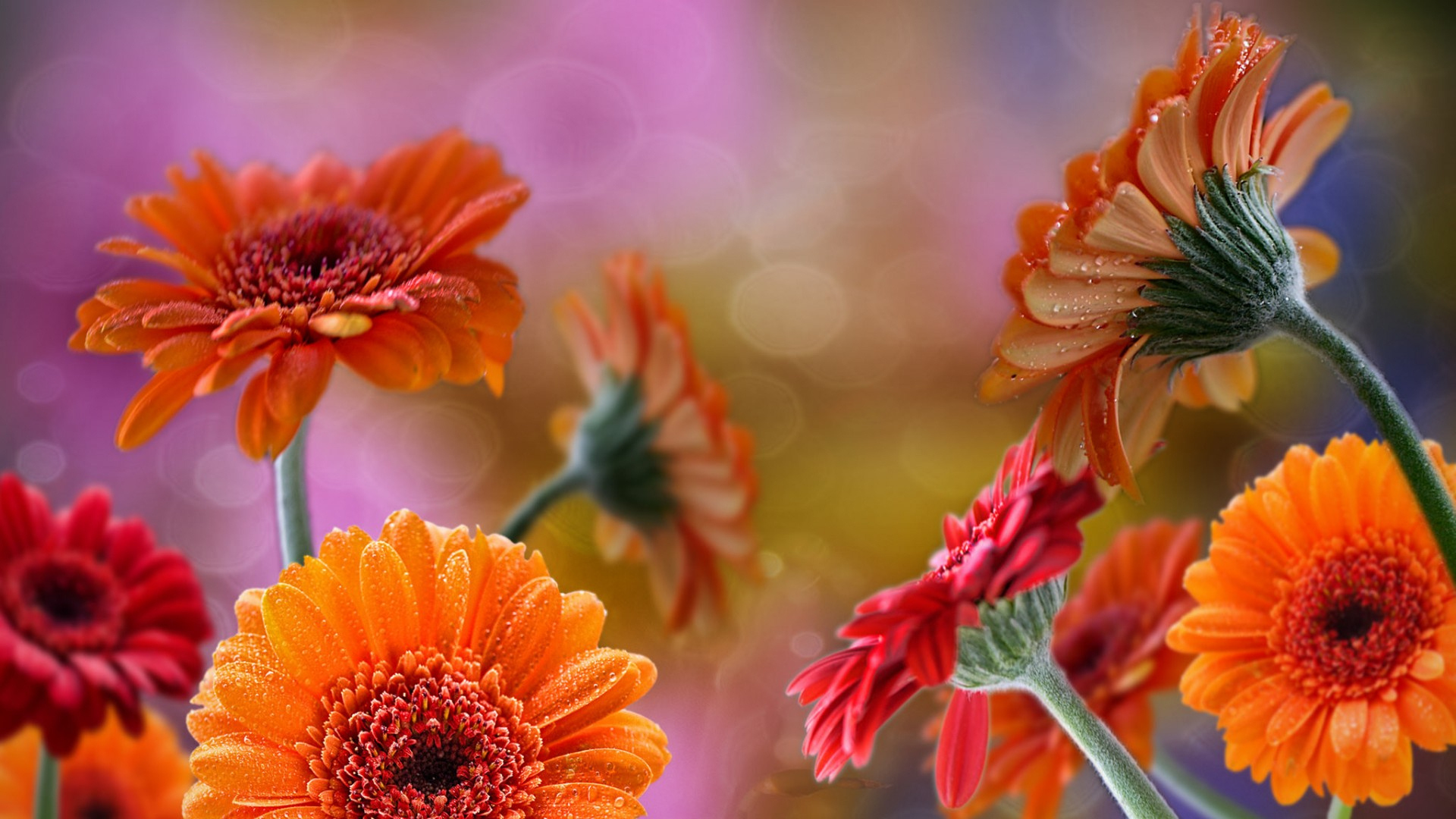 Download mobile wallpaper Orange Flower, Gerbera, Daisy, Red Flower, Flowers, Earth for free.