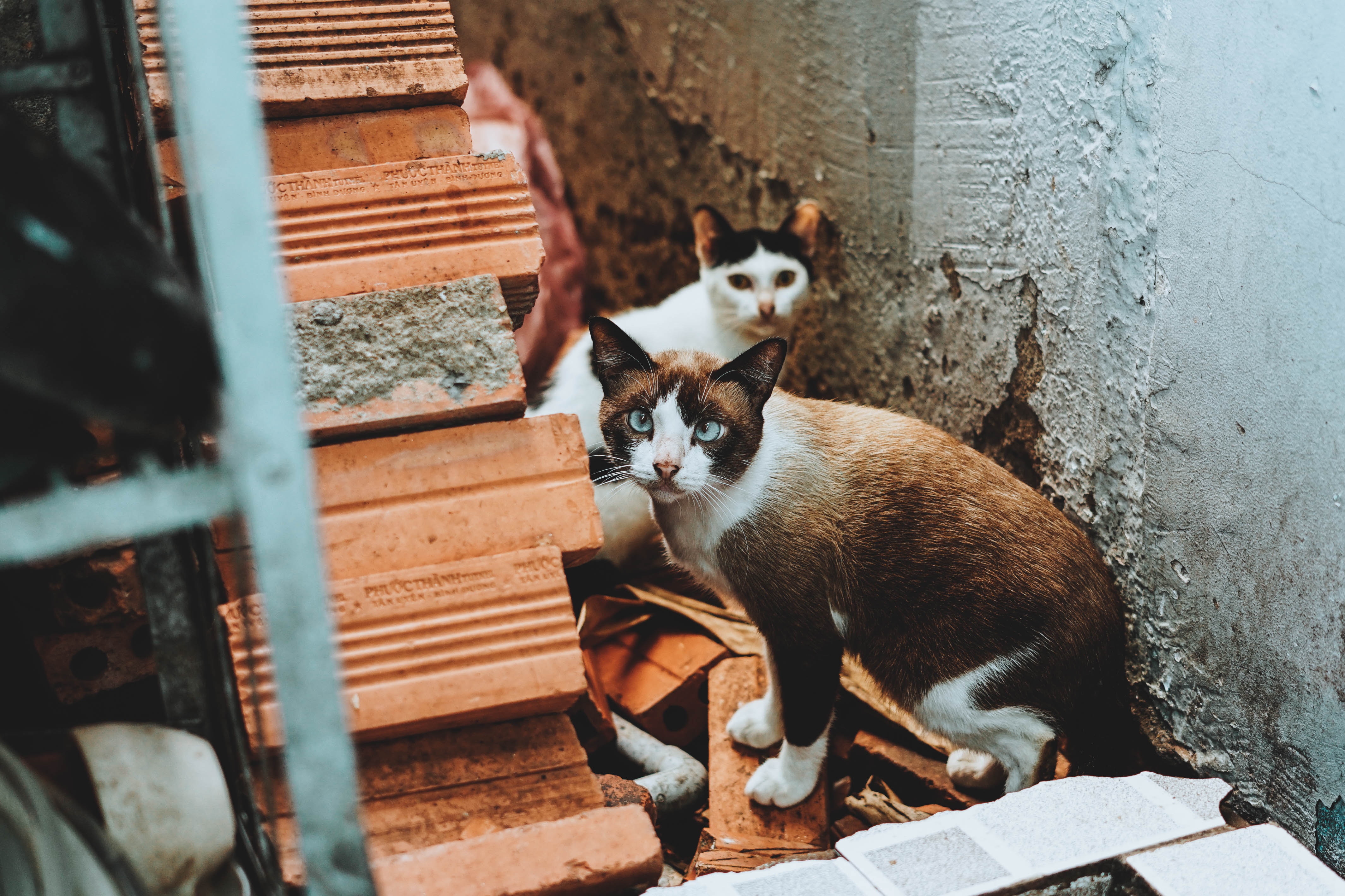 animals, cats, street, ruins