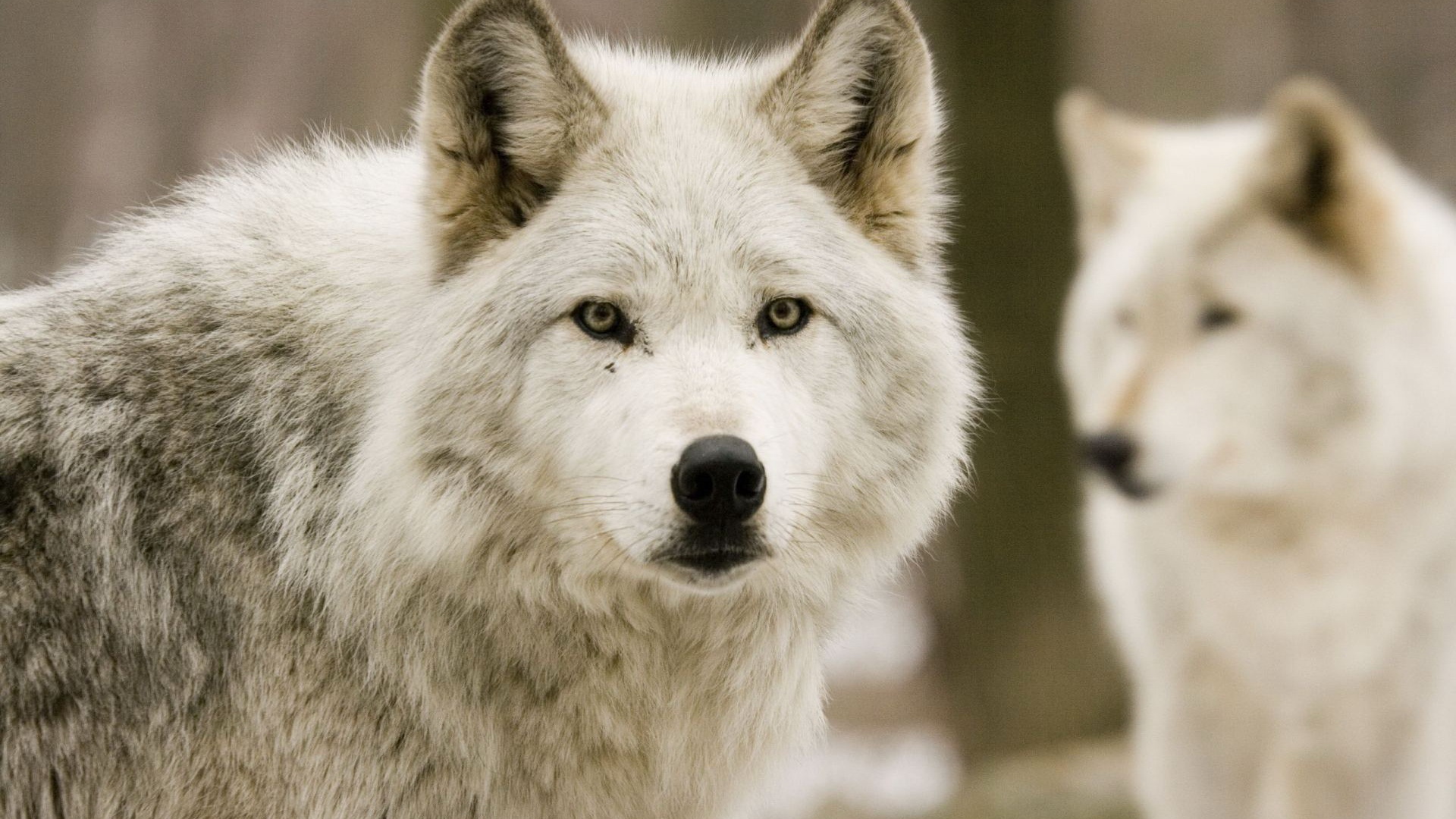 Белый волк Акелла