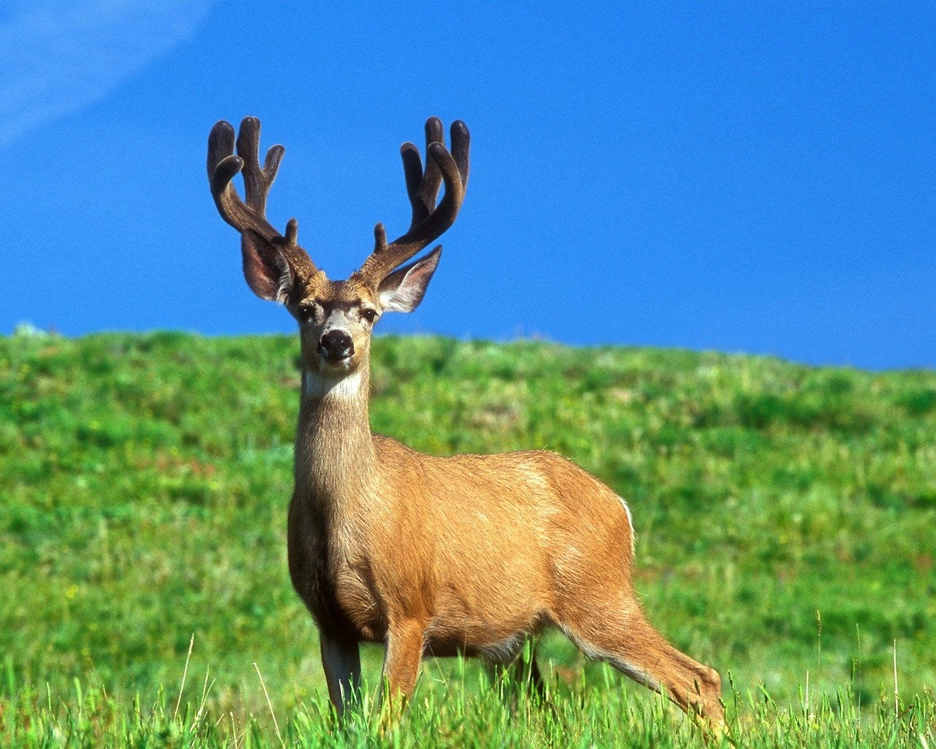 buck, animal, deer, blue, oregon, sky