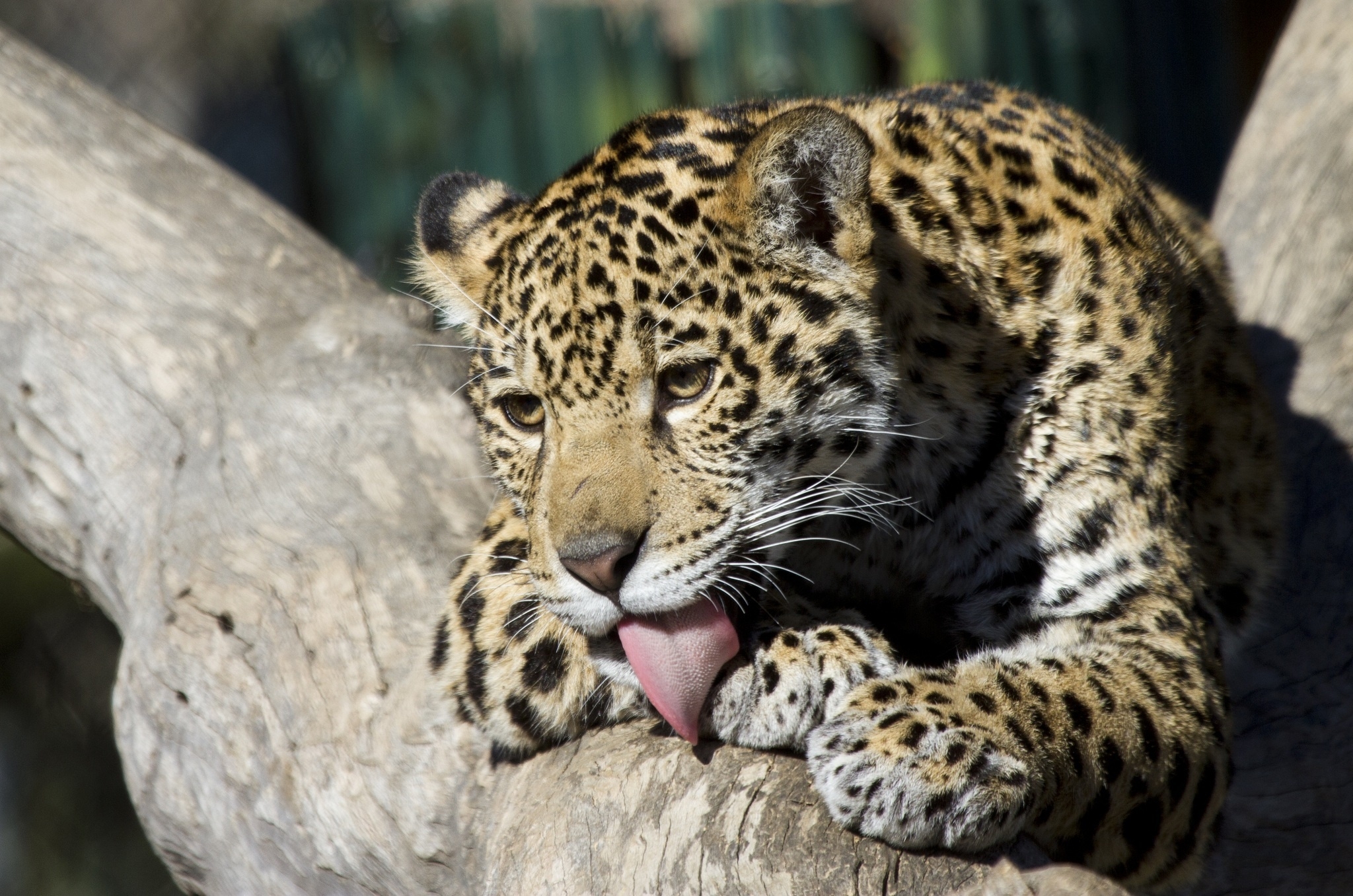 62243 Bild herunterladen tiere, jaguar, junge, wilde katze, wildkatze, joey, wäscht weg, es ist gewaschen - Hintergrundbilder und Bildschirmschoner kostenlos