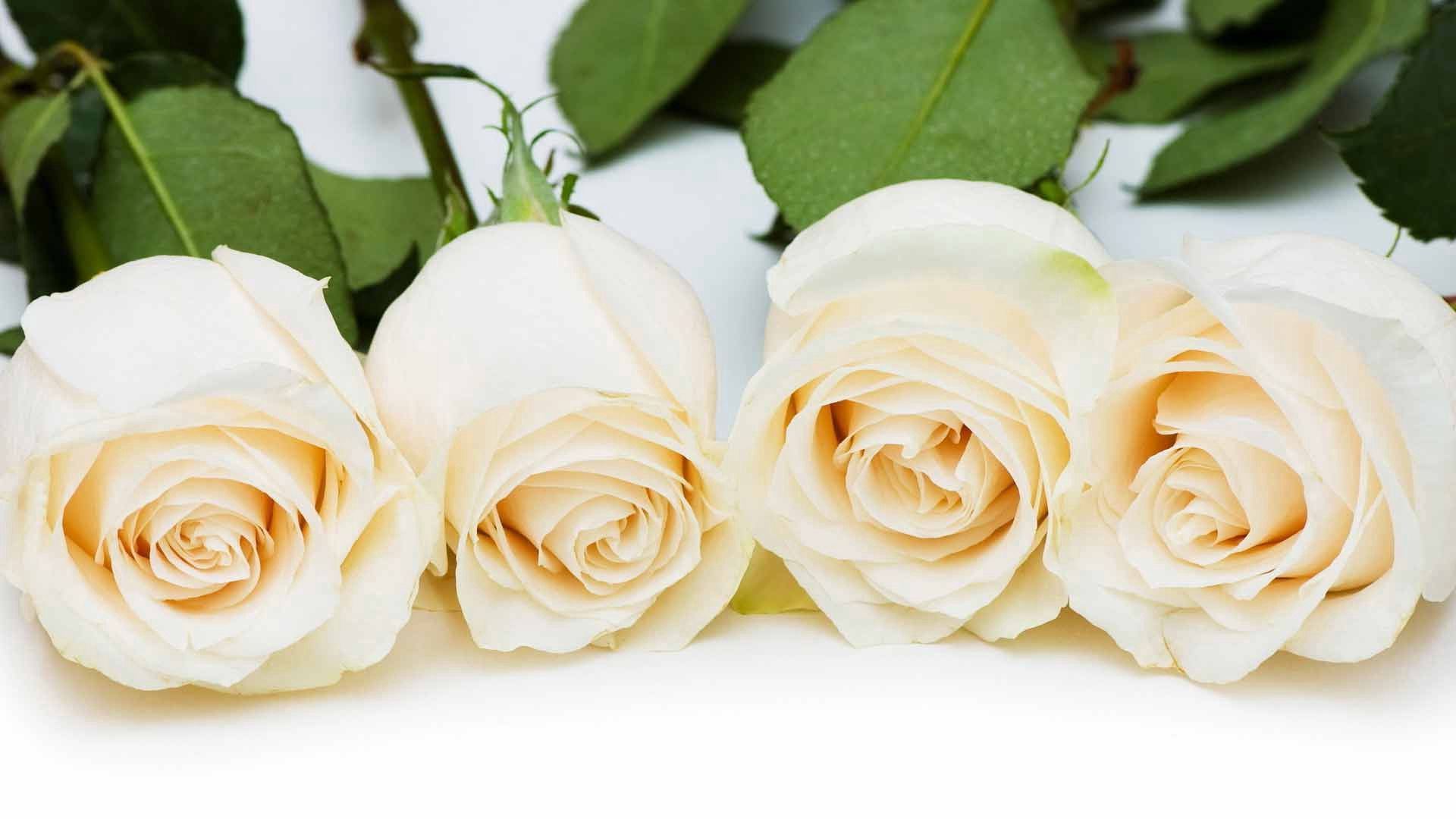 Laden Sie das Reihe, Zeile, Der Charm, Charme, Blumen, Roses, Knospen-Bild kostenlos auf Ihren PC-Desktop herunter