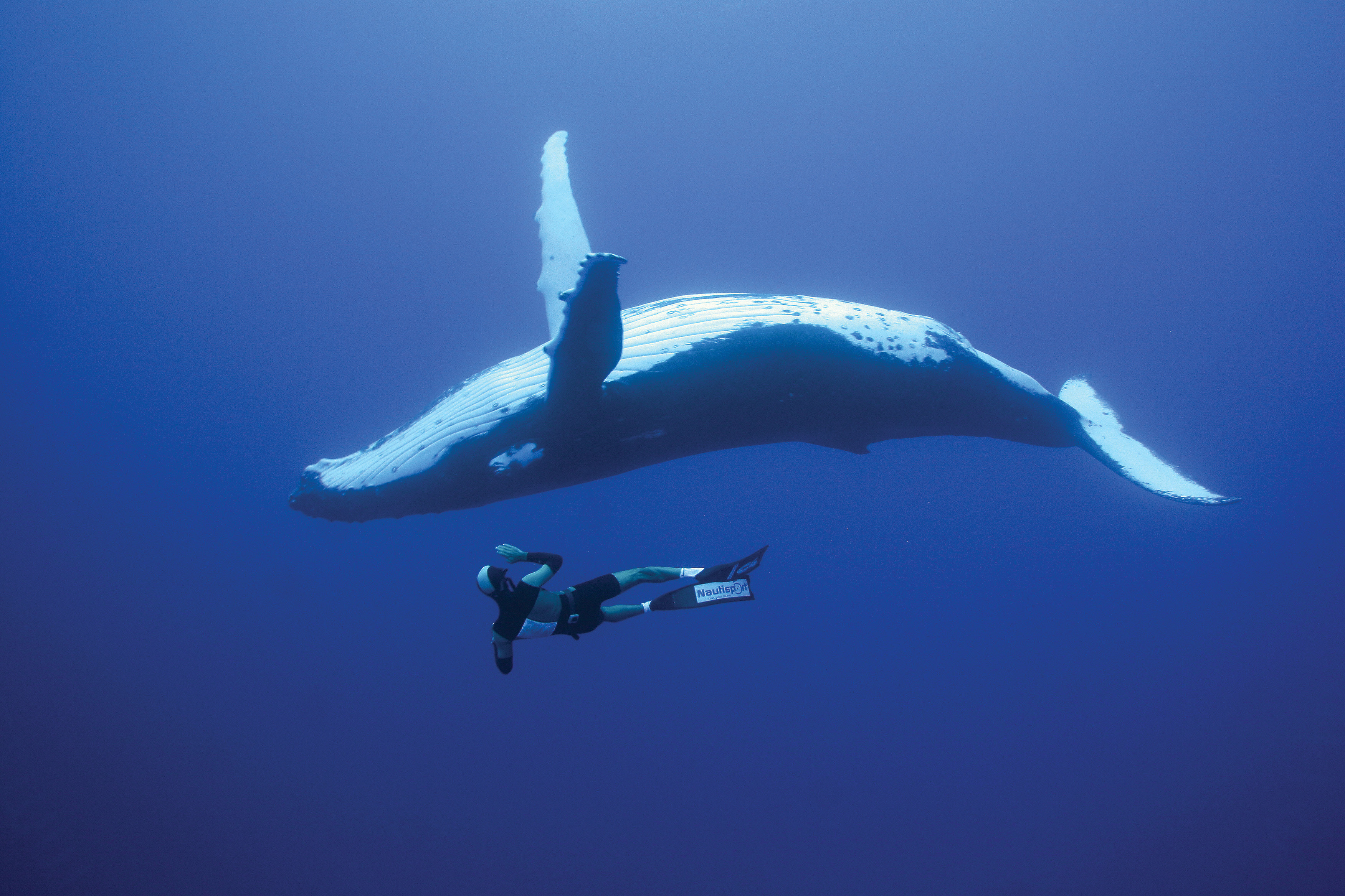 724776 baixar papel de parede animais, baleia, mergulhador, baleia jubarte - protetores de tela e imagens gratuitamente