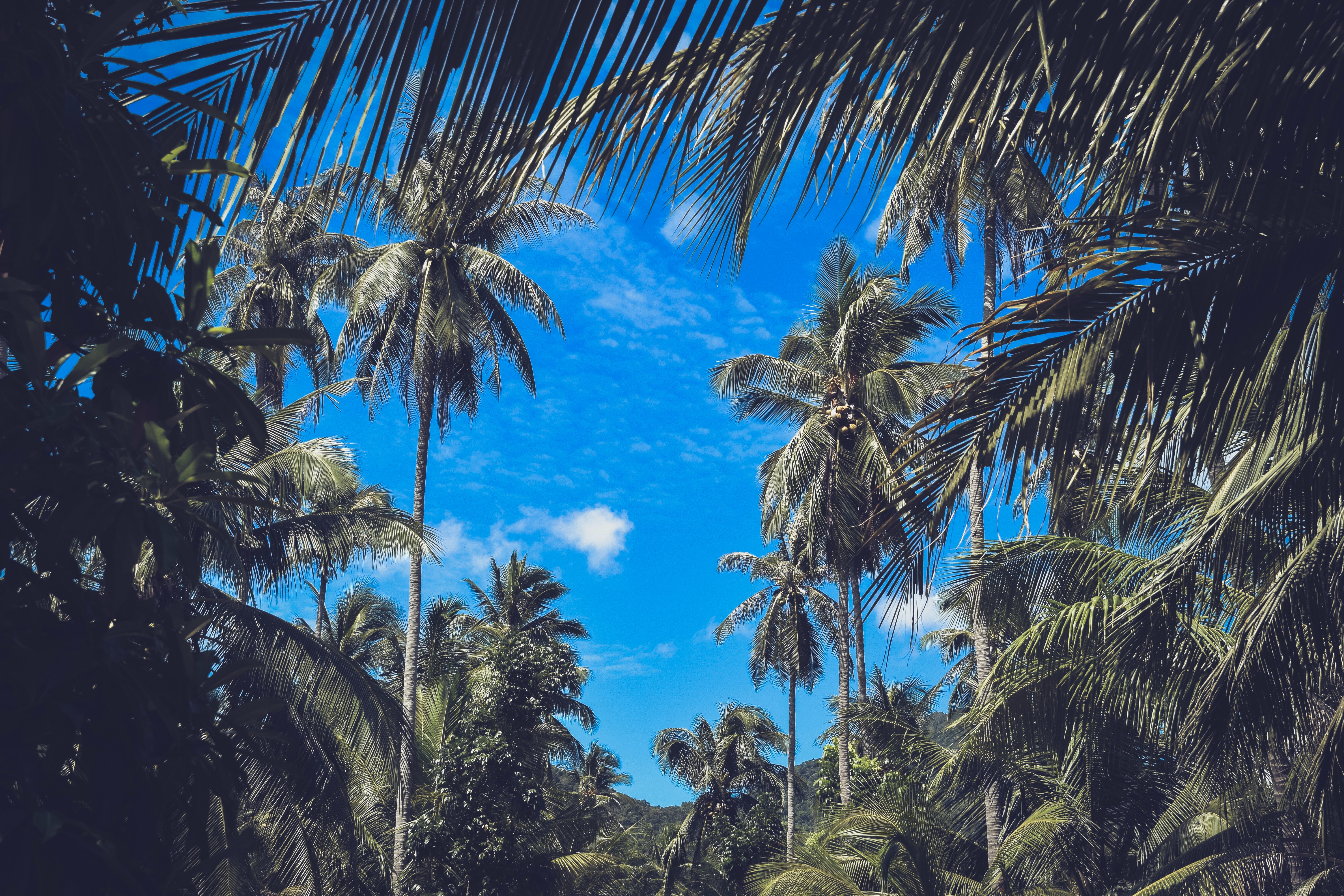 149595 Hintergrundbild herunterladen natur, sky, blätter, clouds, palms, geäst, zweige, tropen - Bildschirmschoner und Bilder kostenlos