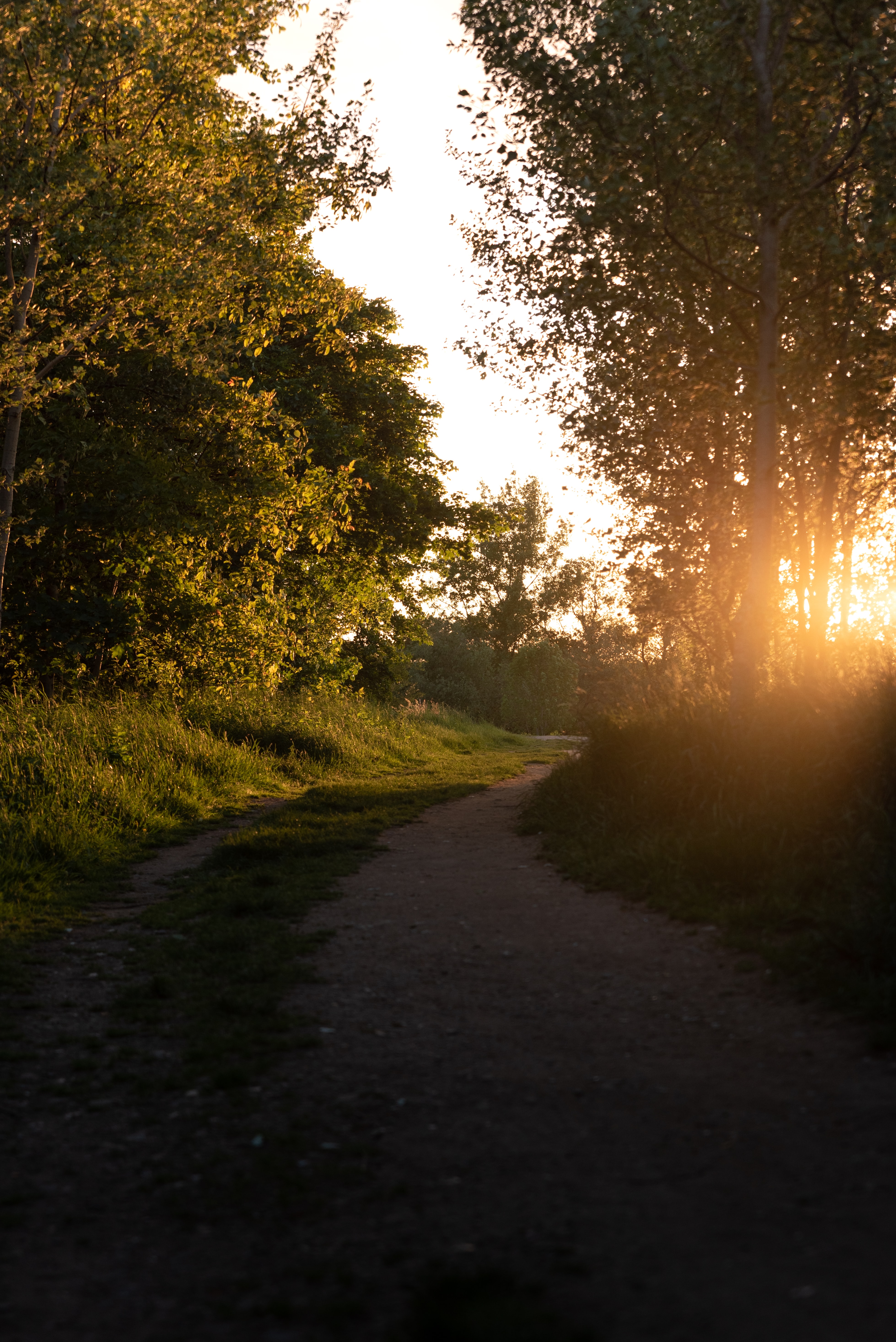 Download mobile wallpaper Beams, Path, Rays, Forest, Trees, Nature, Sunset for free.
