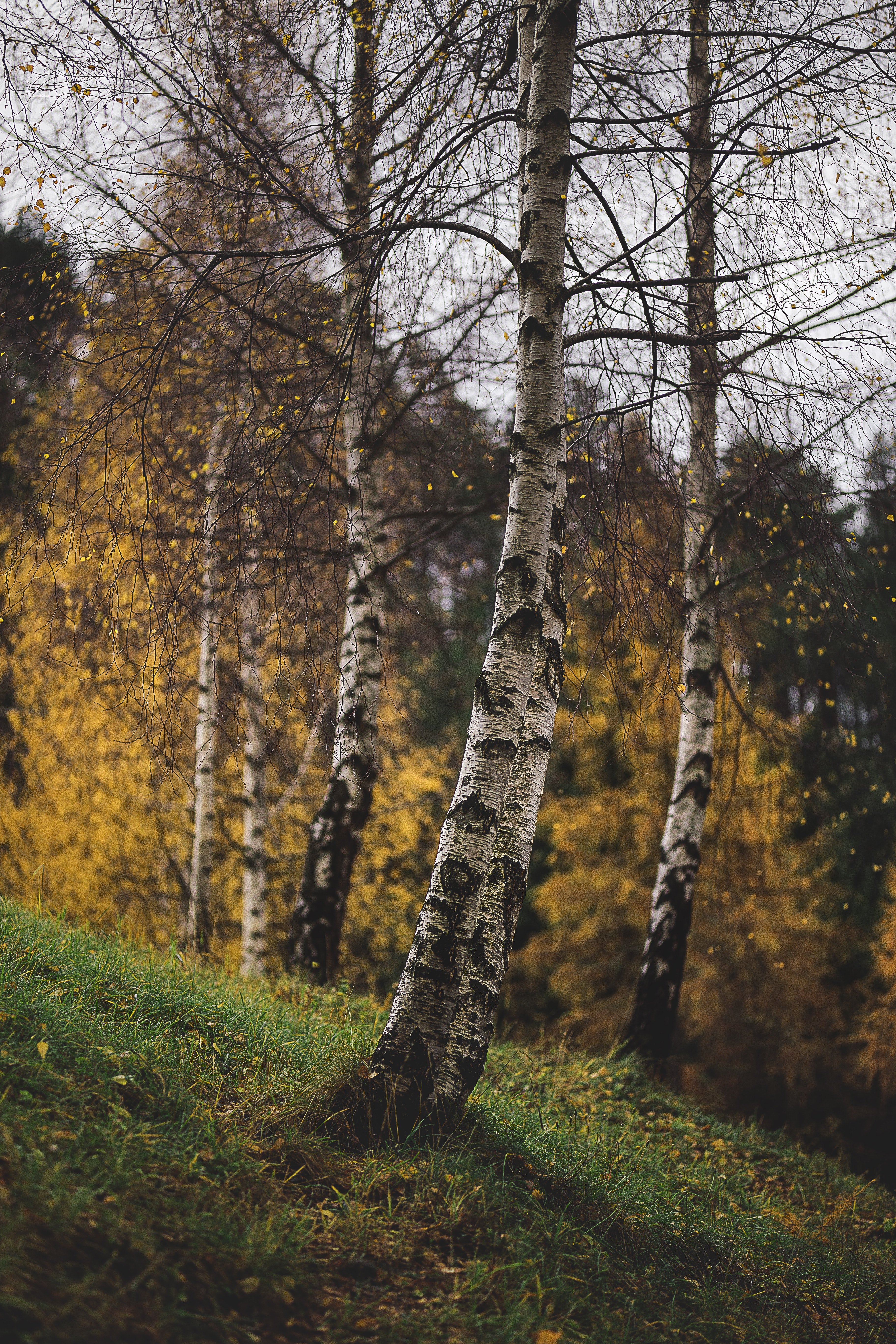Desktop FHD branches, nature, trees, grass, autumn, birches