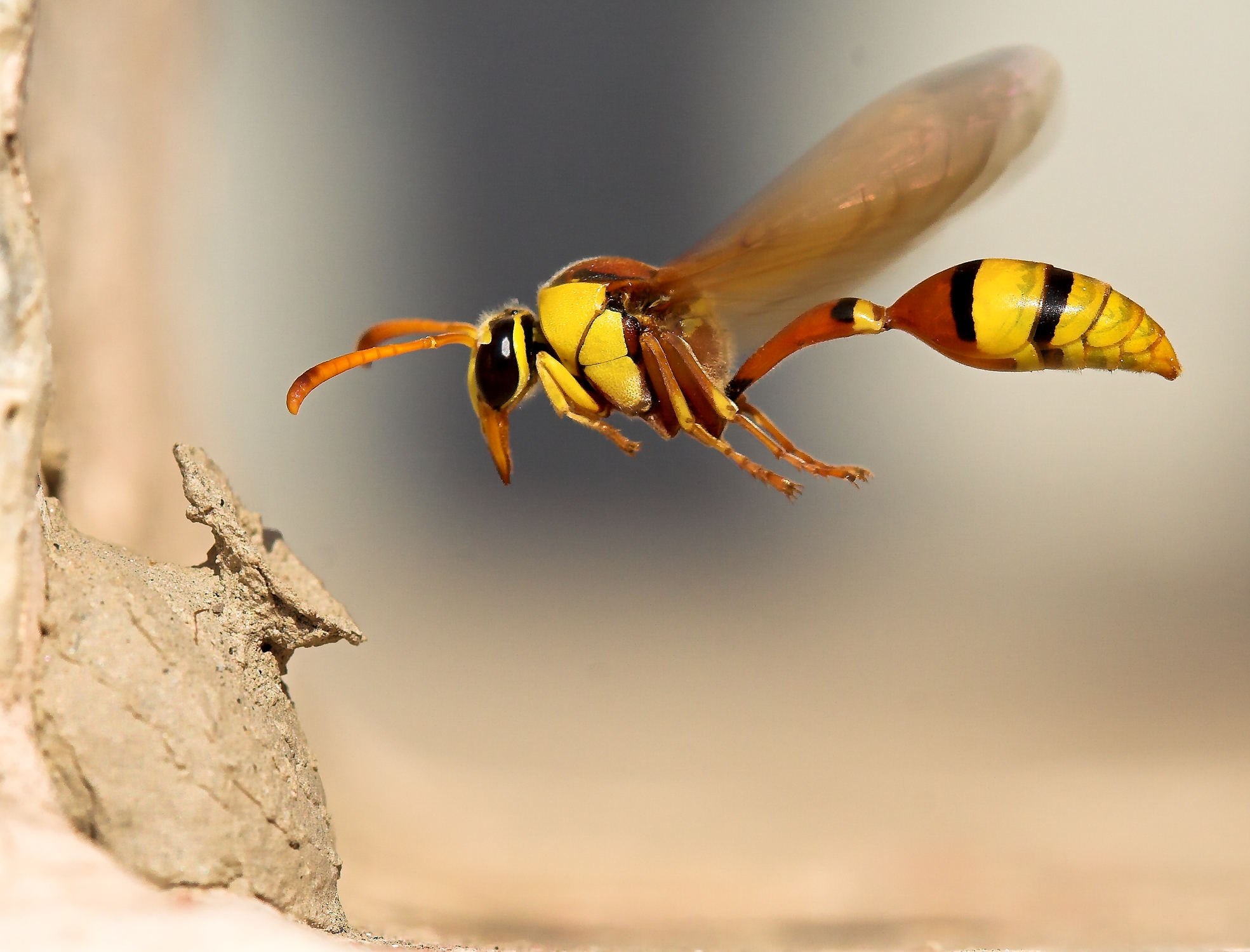 macro, insect, nature, animal, wasp, bug, insects HD wallpaper