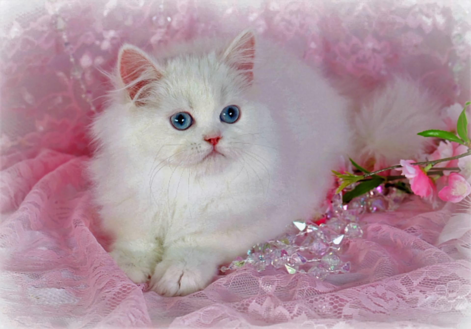 Розовая Персидская кошка