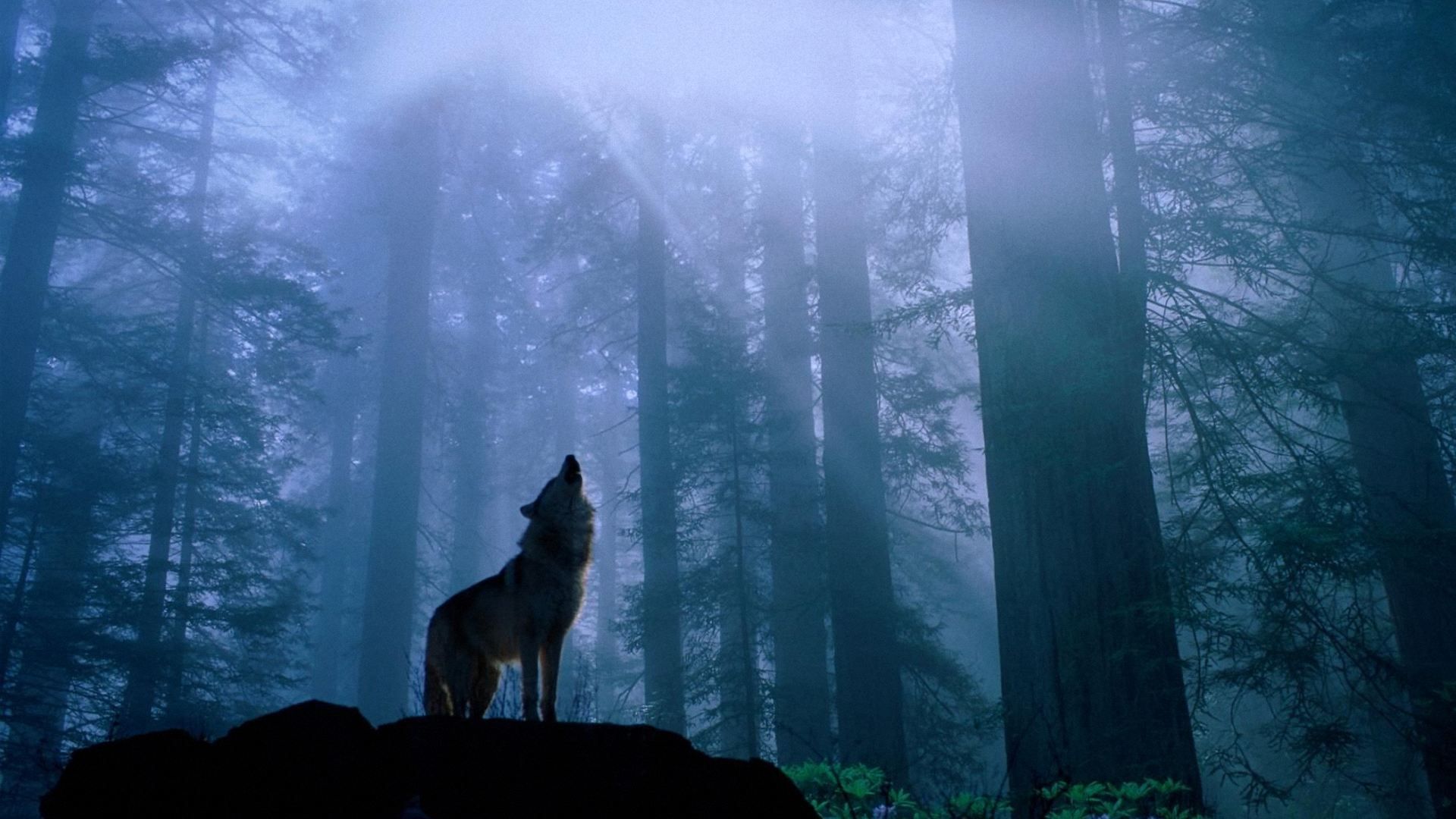 374531 Hintergrundbild herunterladen tiere, wolf, nebel, wald, heulen, natur, sonnenstrahl, baum, wolves - Bildschirmschoner und Bilder kostenlos