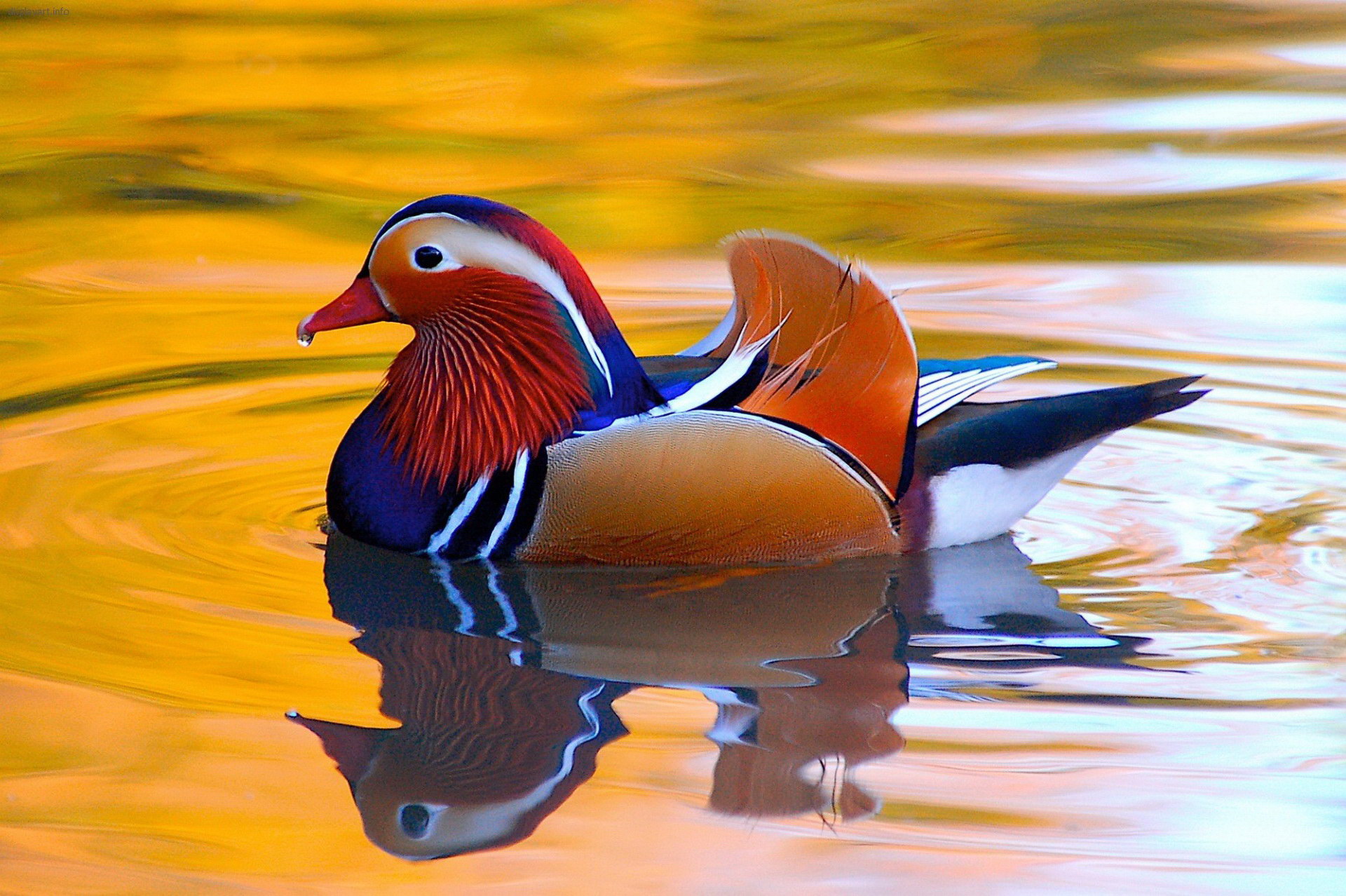 animal, mandarin duck, bird, colorful, duck, birds Full HD