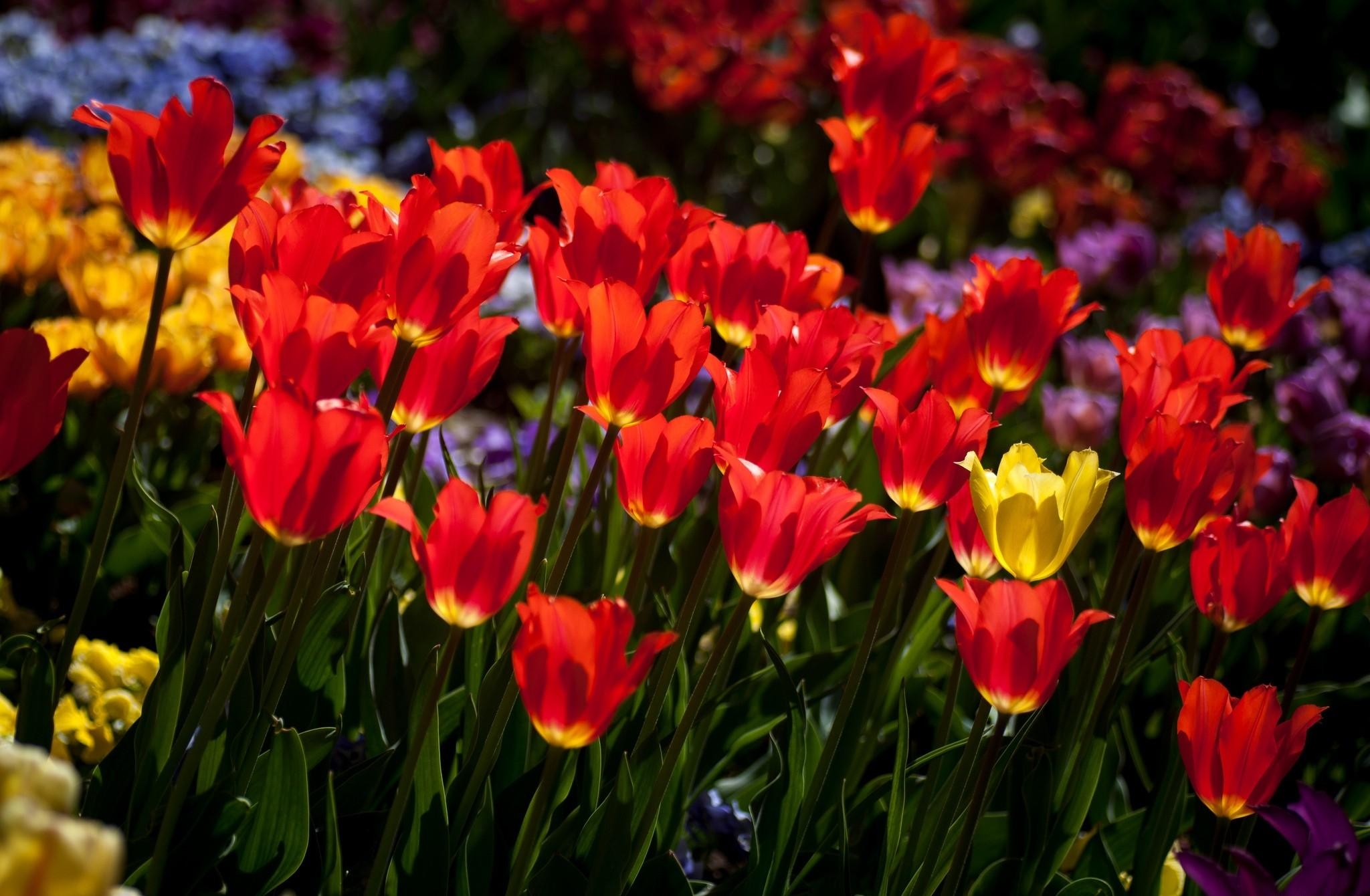 Laden Sie das Tulpen, Blumenbeet, Stimmung, Sonnigen, Sonnig, Blumen-Bild kostenlos auf Ihren PC-Desktop herunter