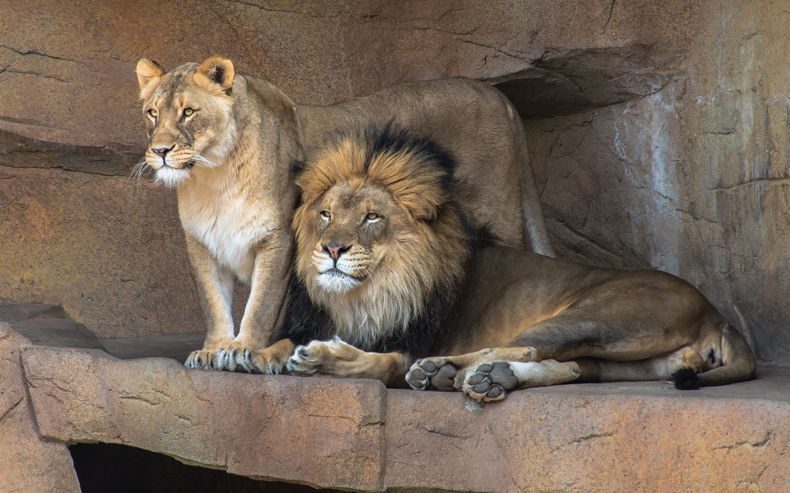 Лев и львица на природе