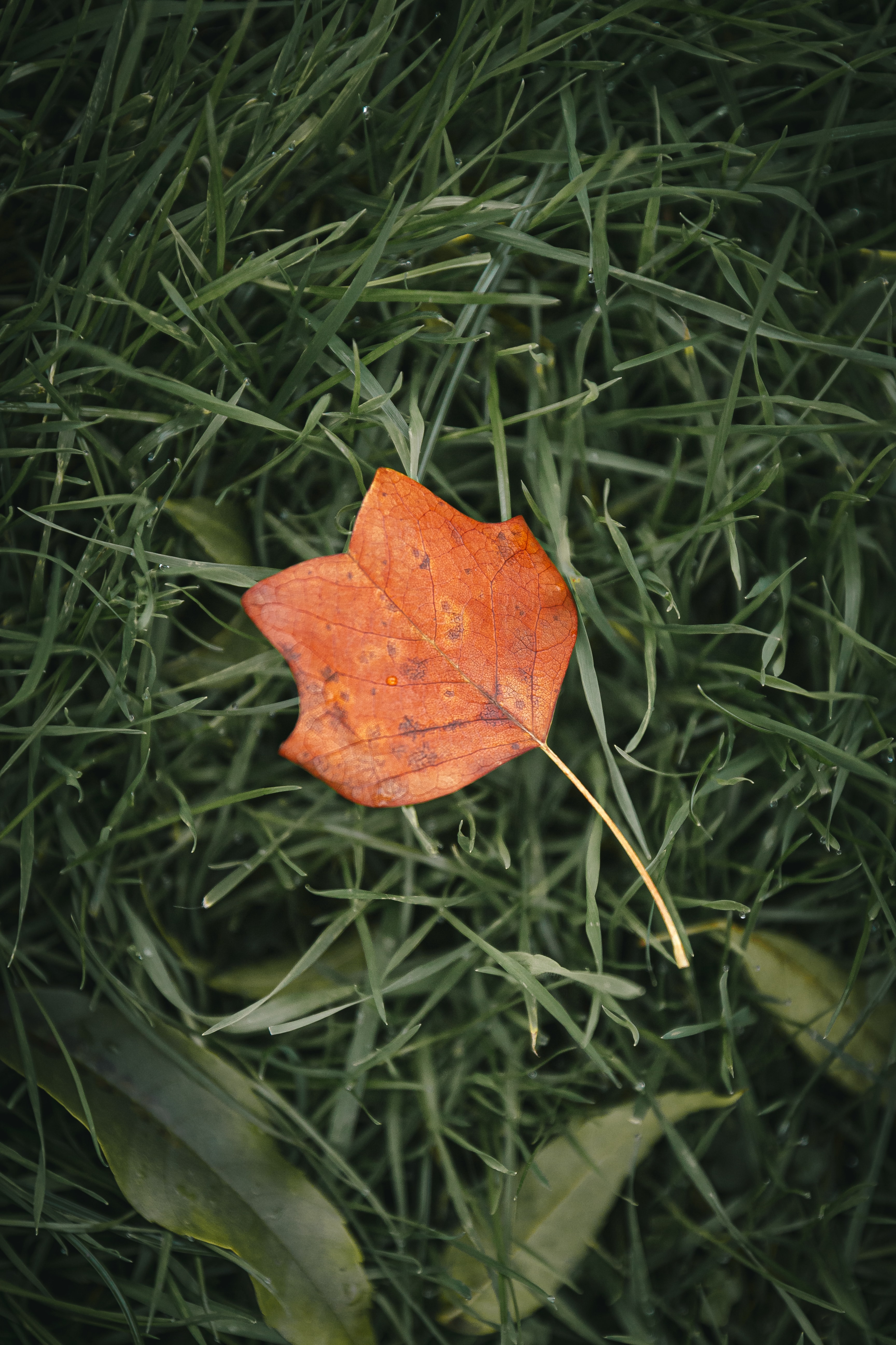 Download mobile wallpaper Grass, Macro, Sheet, Autumn, Leaf, Veins for free.