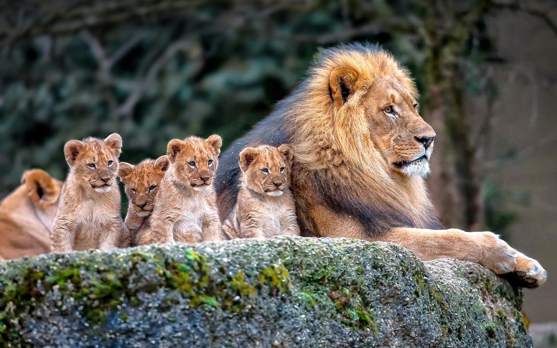 vertical wallpaper baby animal, animal, lion, cub