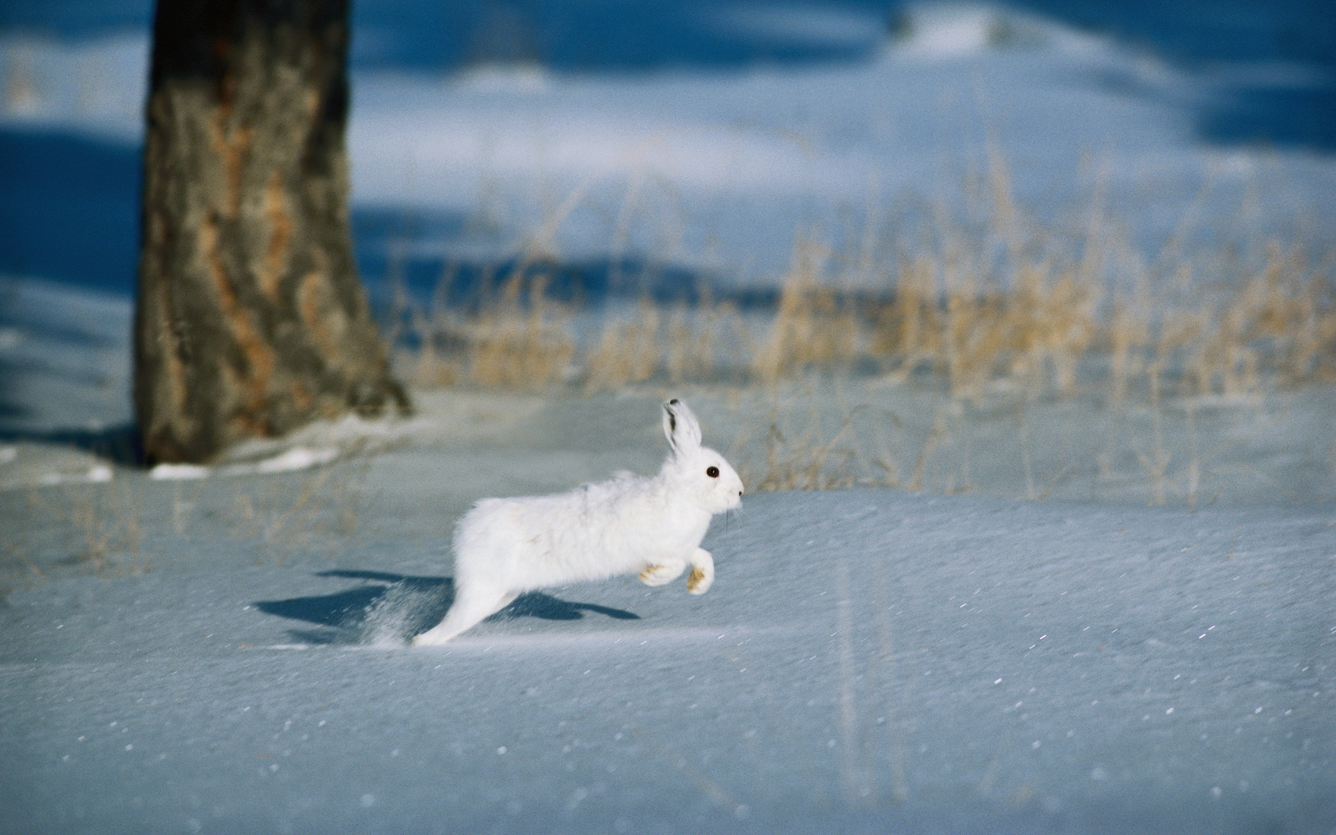 animal, hare High Definition image