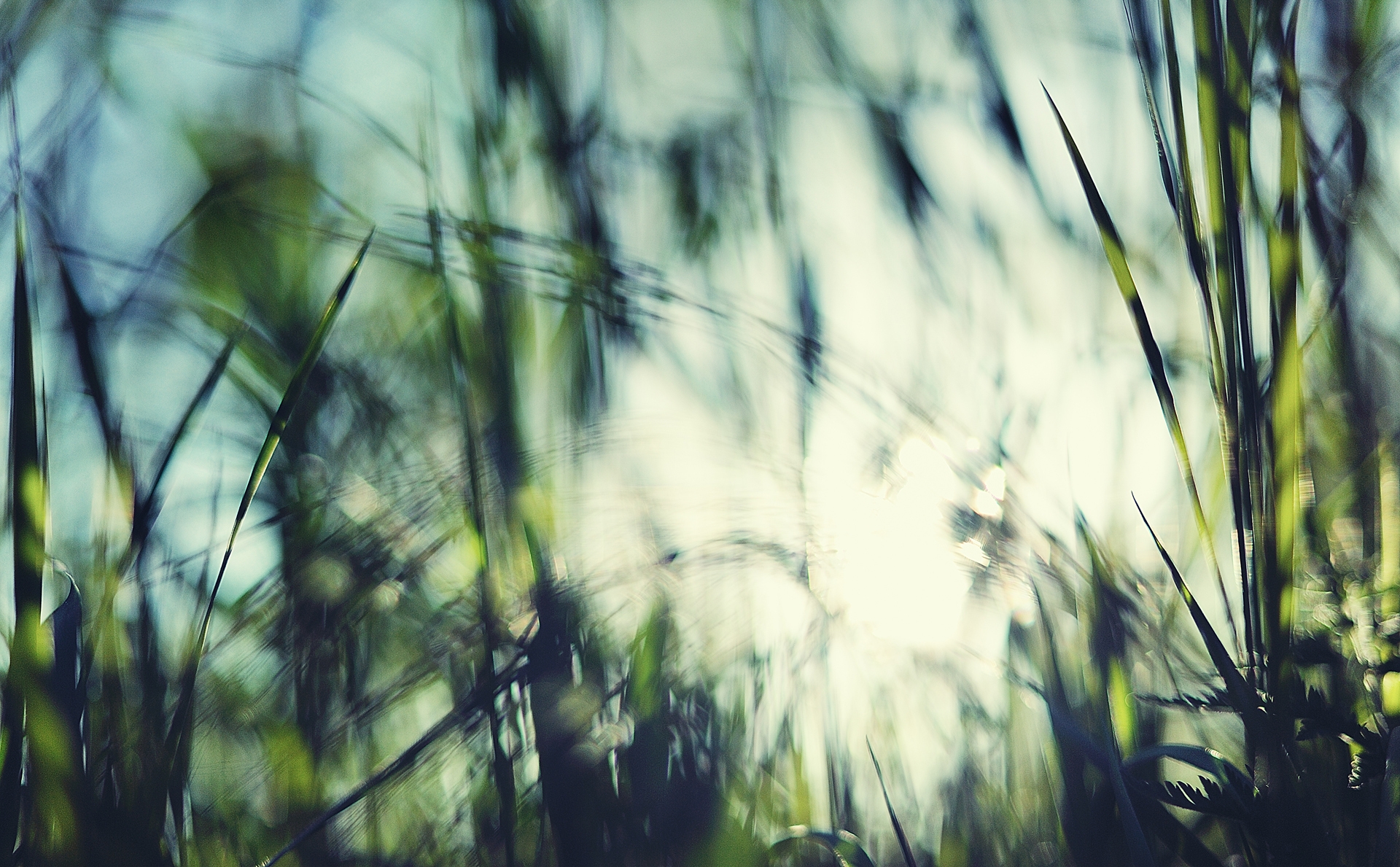 grass, background, macro, shine, light, greased, smeared