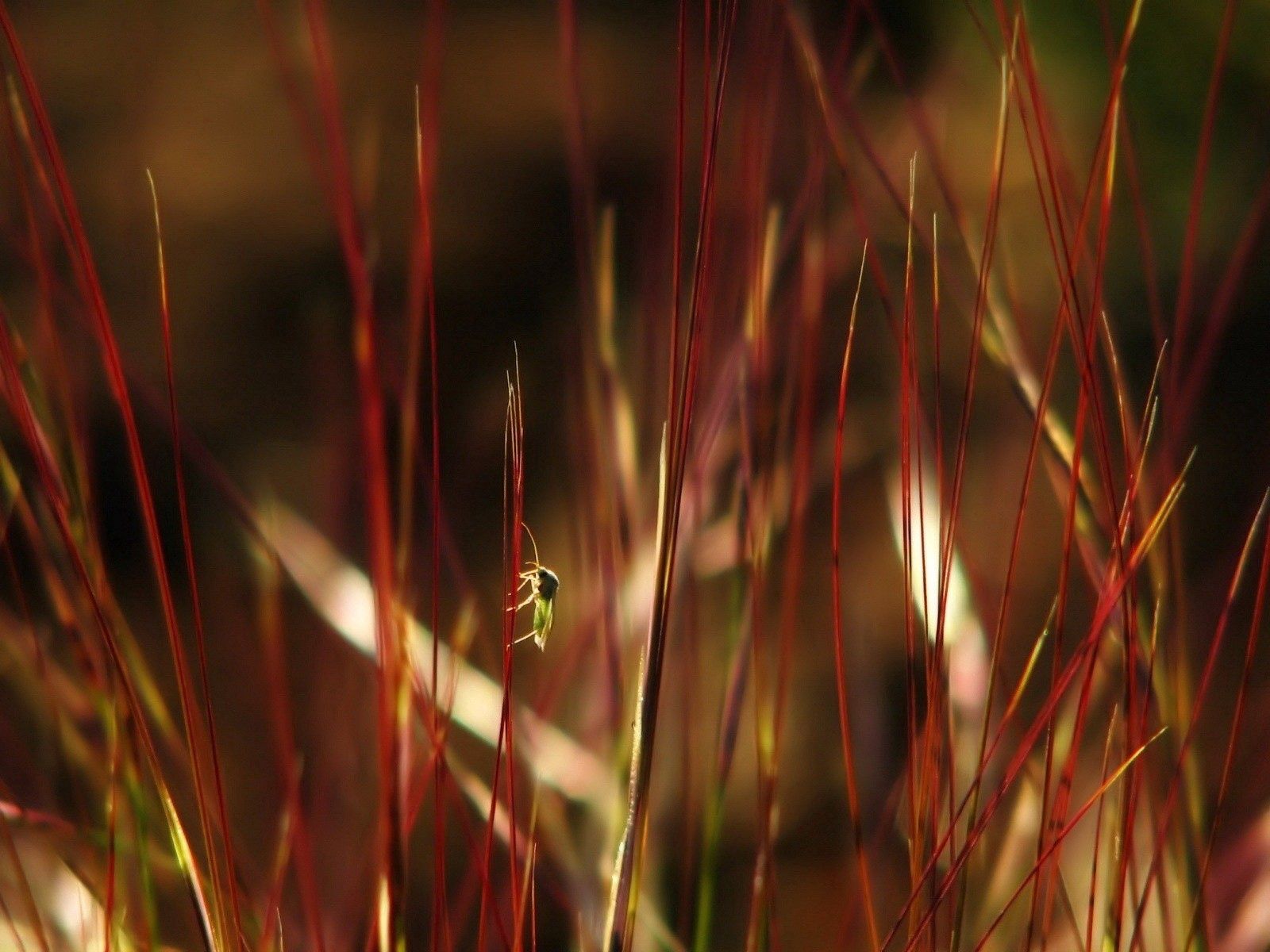 Download mobile wallpaper Grass, Macro, Color, Insects, Dark for free.