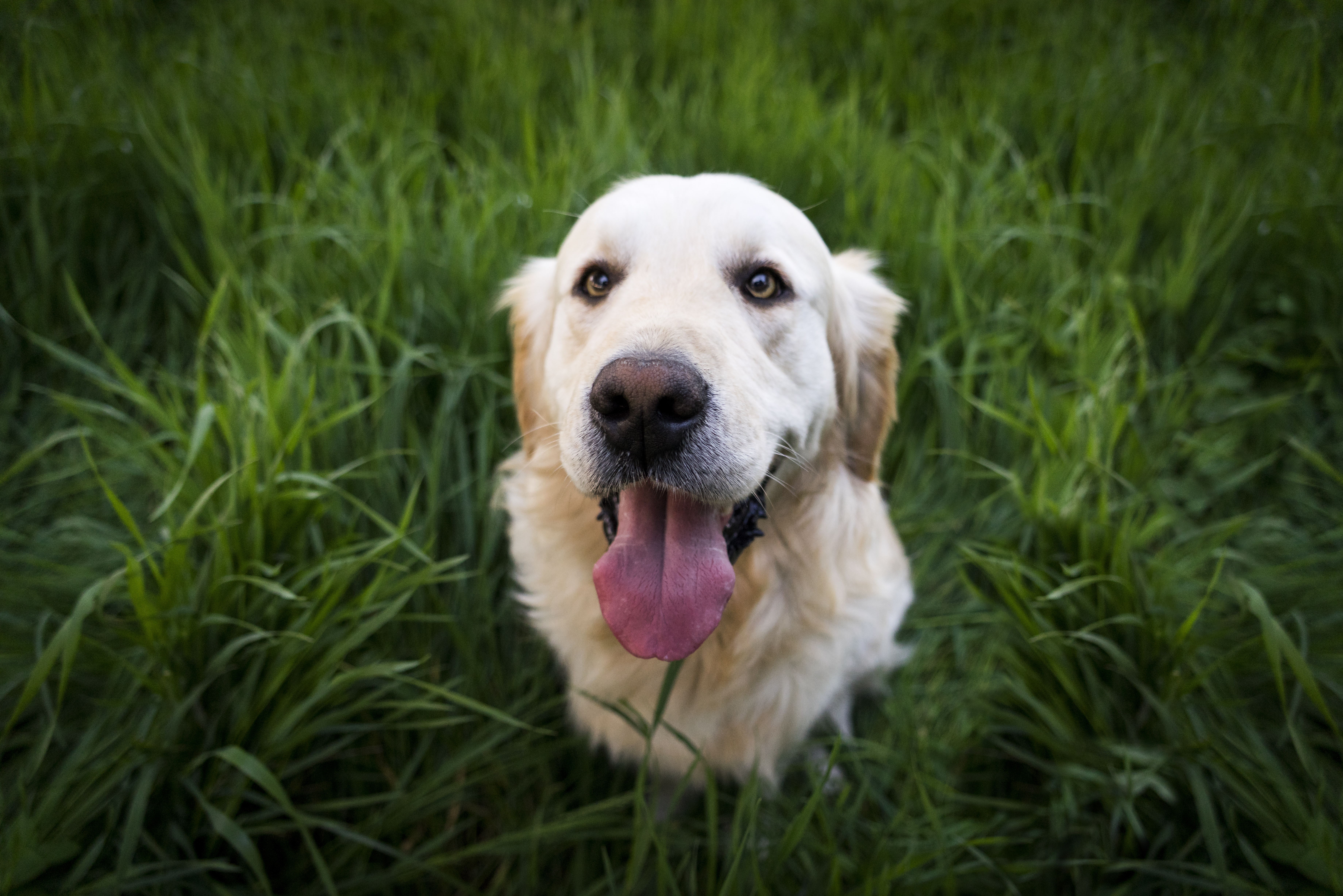 Handy-Wallpaper Hund, Tiere, Schnauze, Golden Retriever kostenlos herunterladen.