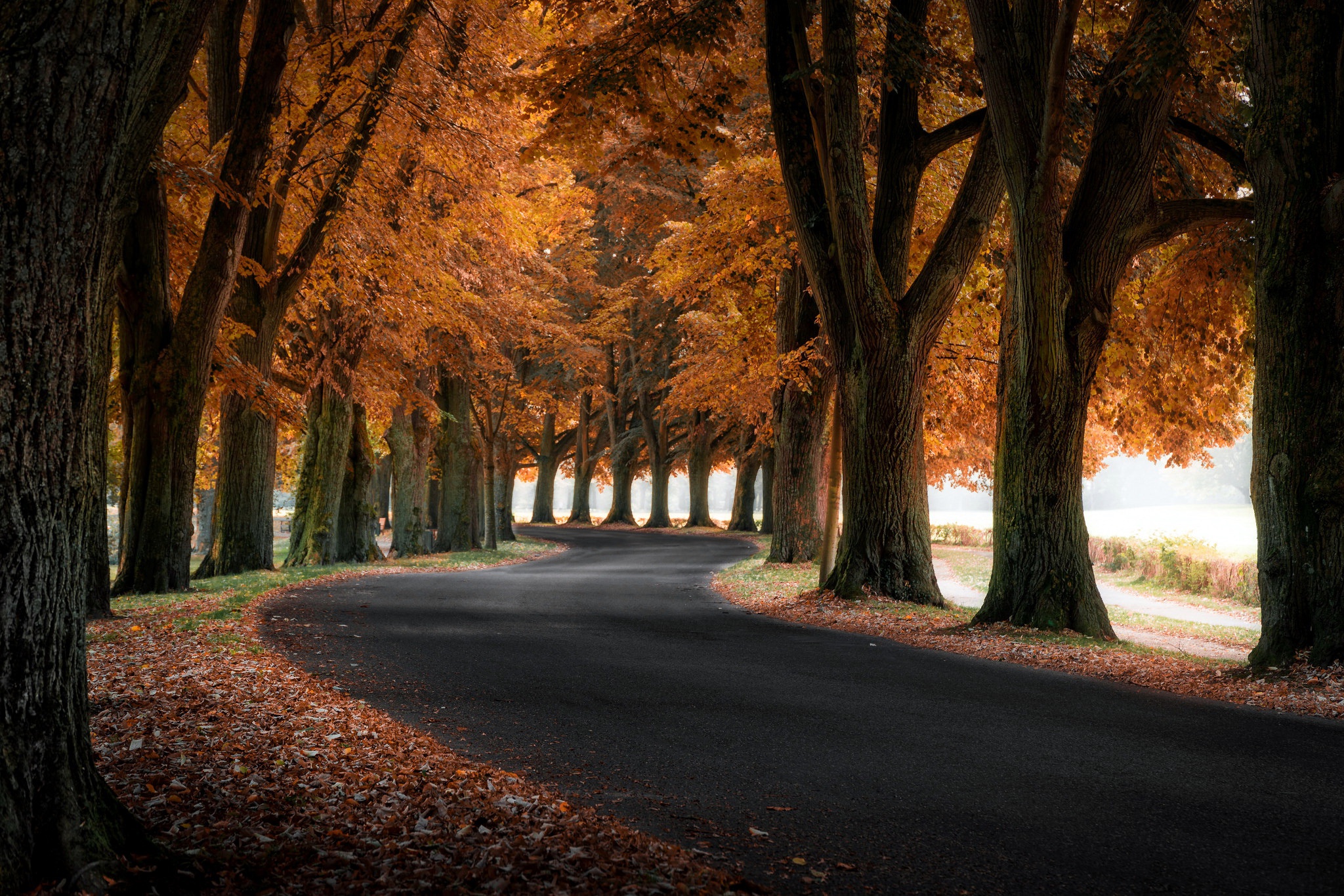 Осенний лес дорога для фотошопа
