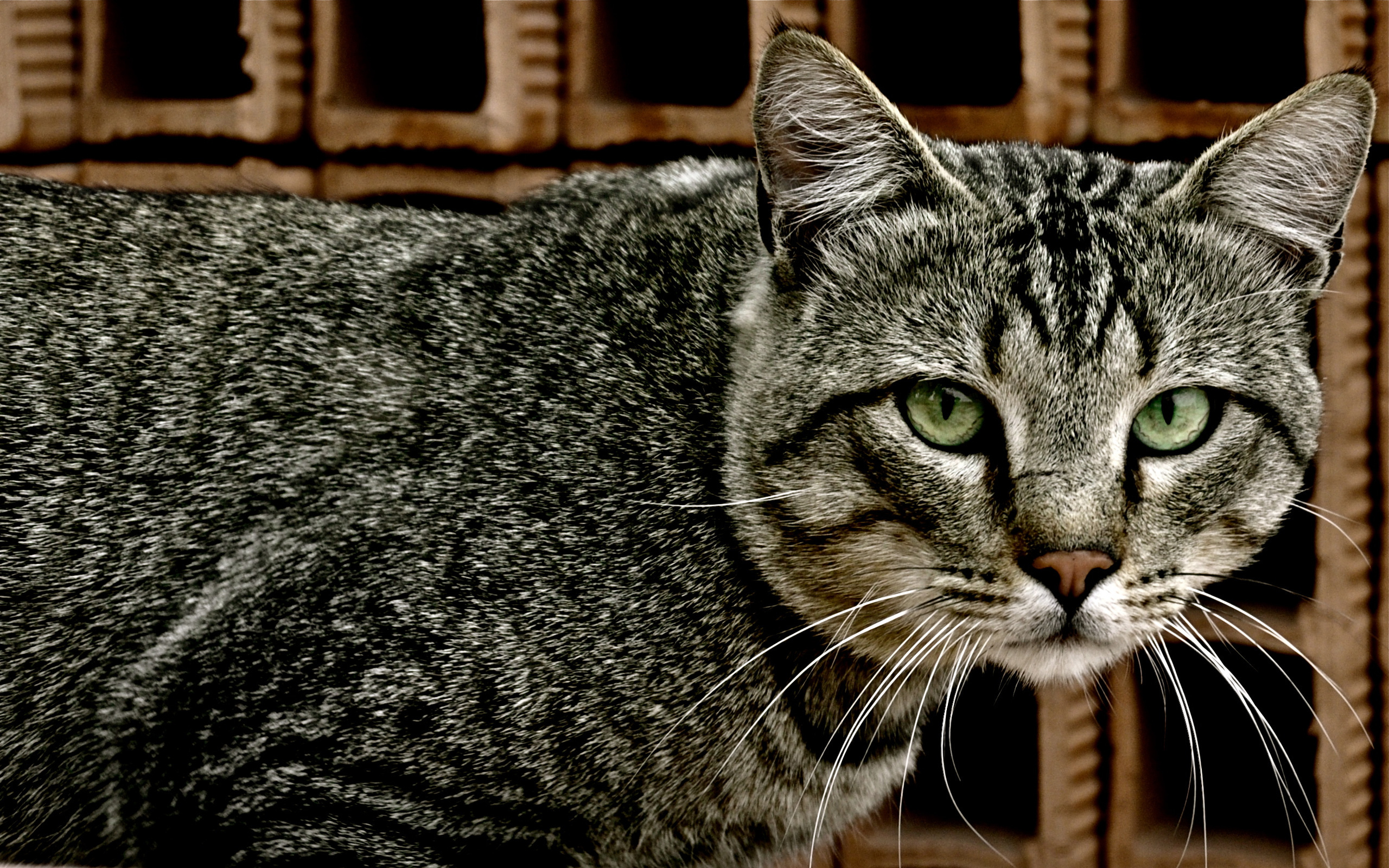 Кошки чрезвычайно терпеливы. Шартрез кот полосатый. Европейская короткошерстная кошка. Кошка европейская короткошерстная серая полосатая. Серый полосатый кот порода.