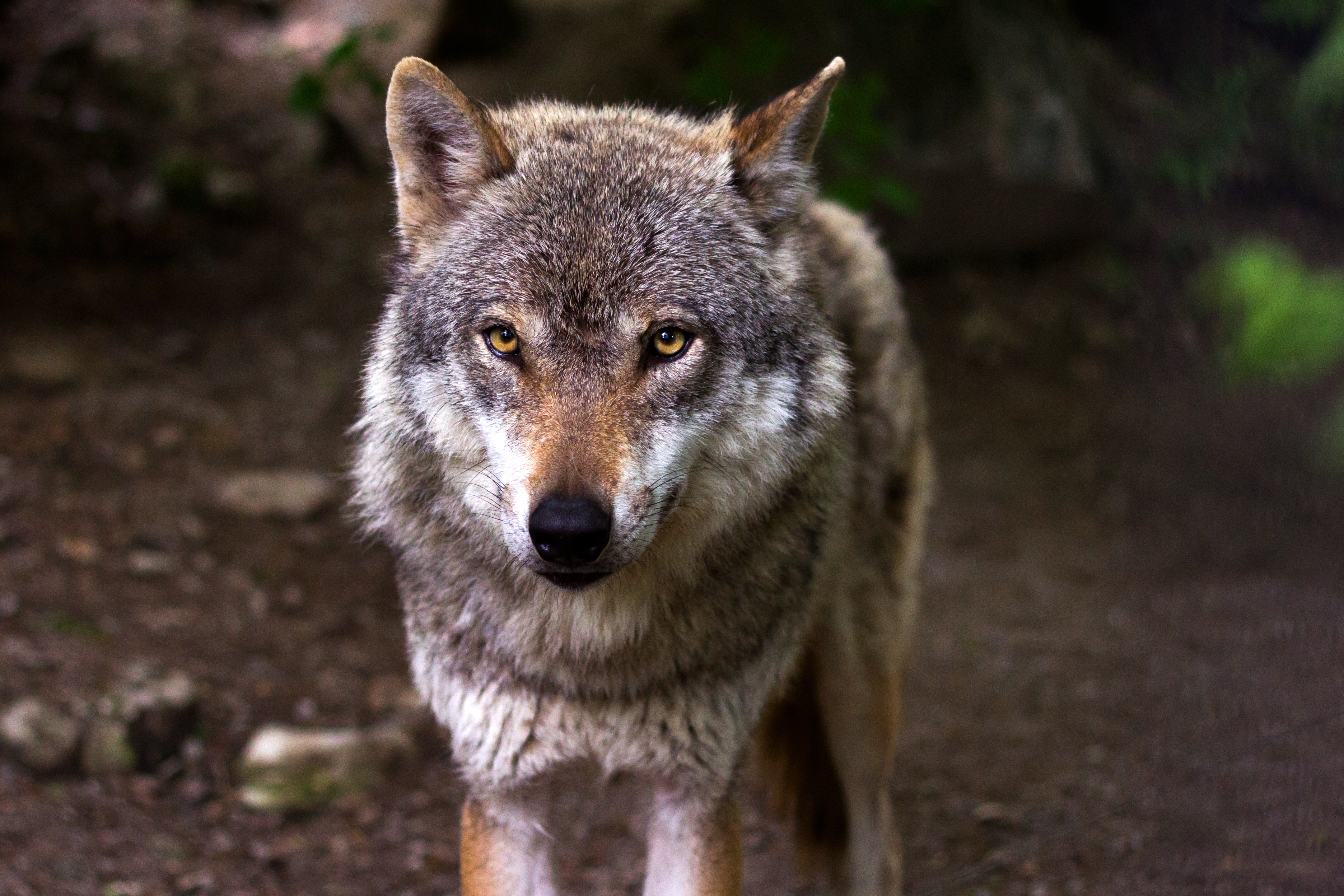 Download mobile wallpaper Opinion, Muzzle, Sight, Predator, Animals, Dog, Wolf for free.