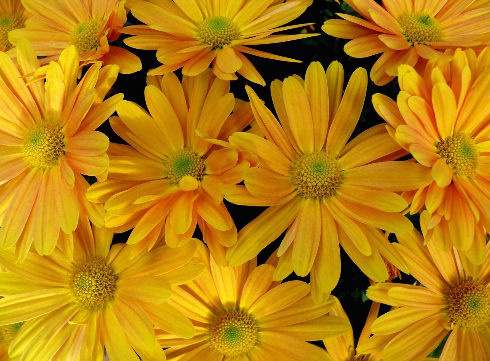 Free download wallpaper Flowers, Petals, Close Up on your PC desktop
