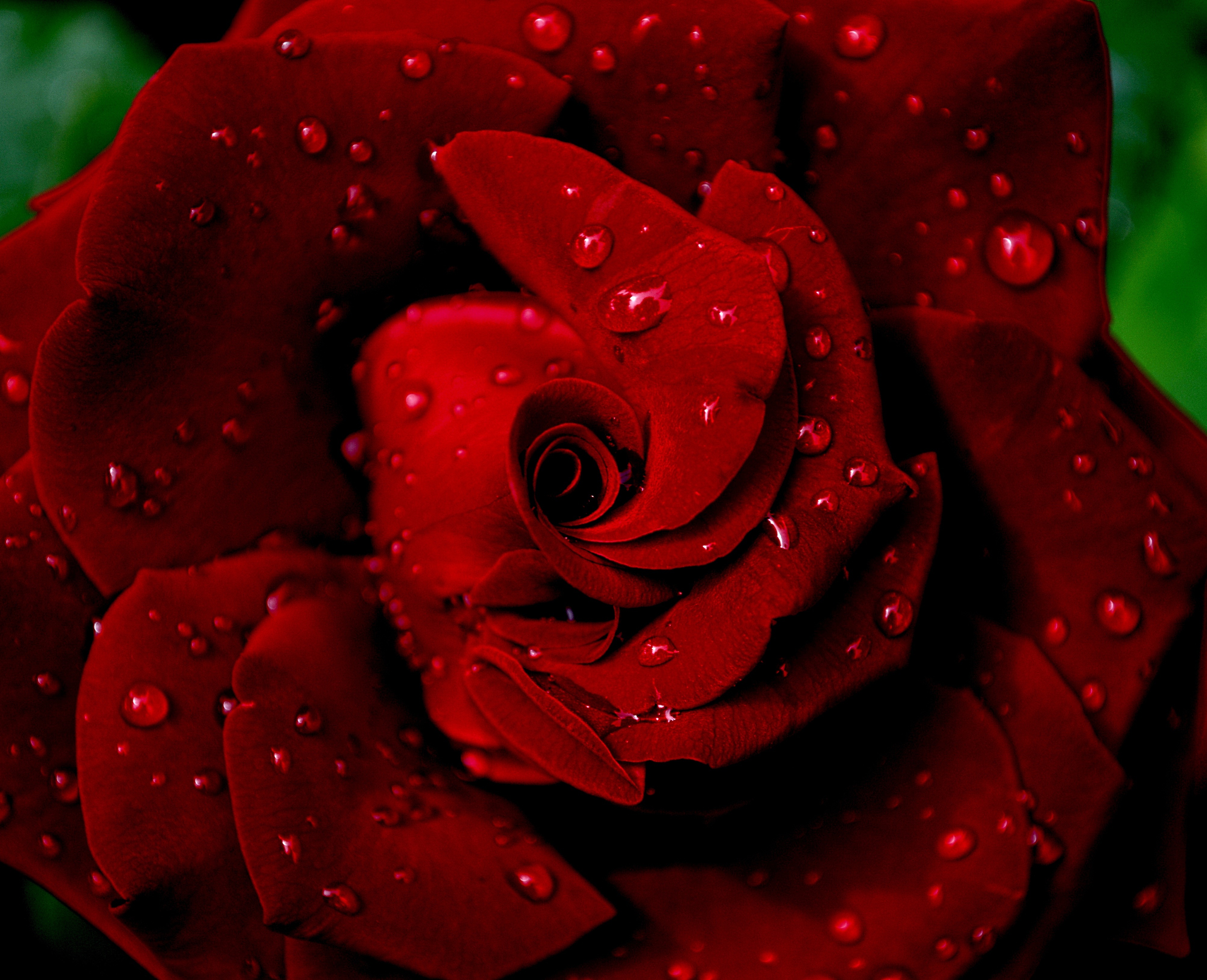 dew, drops, petals, flowers, red, rose flower, rose, wet HD wallpaper