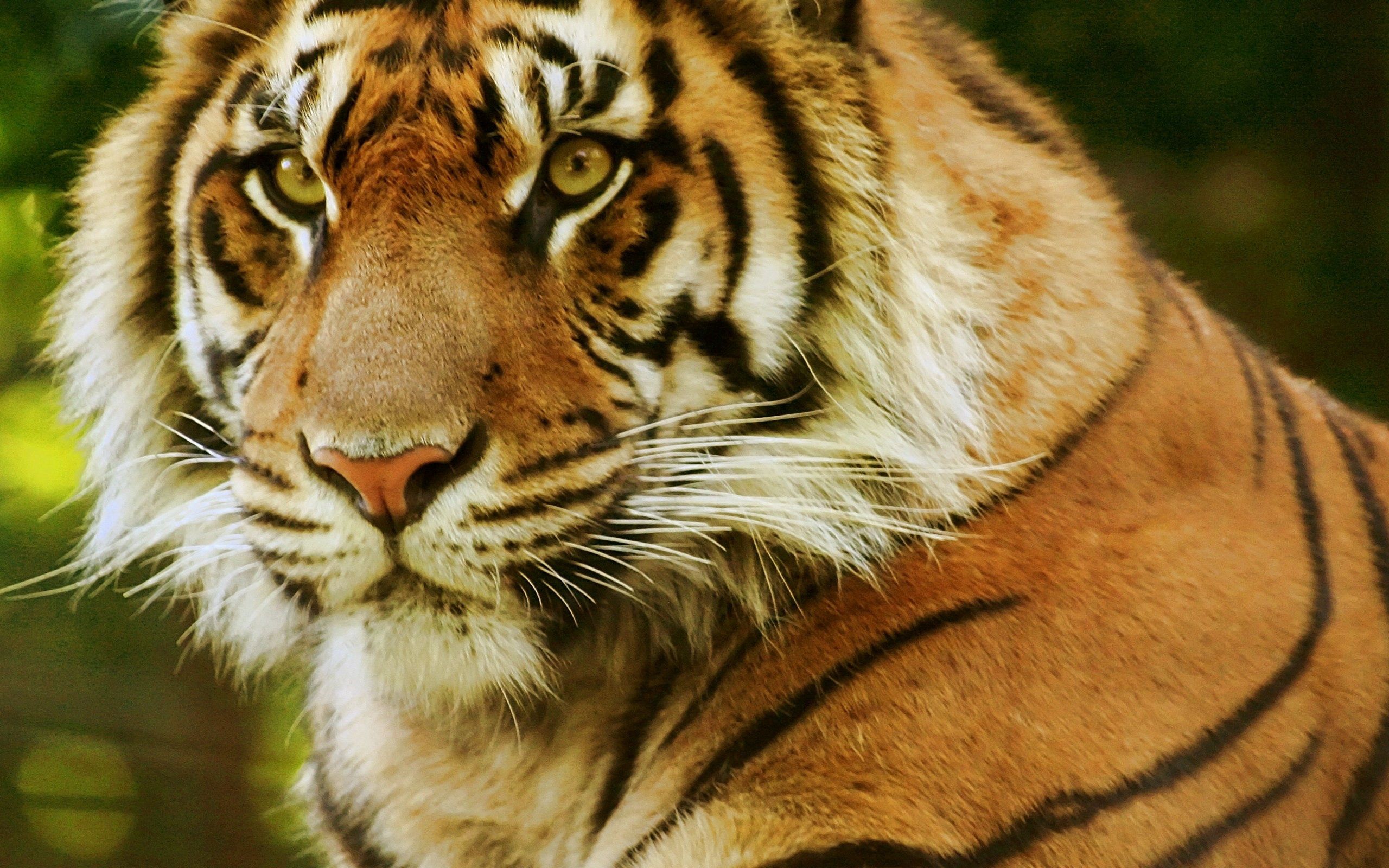 Download mobile wallpaper Animals, Sight, Opinion, Muzzle, Predator, Tiger for free.