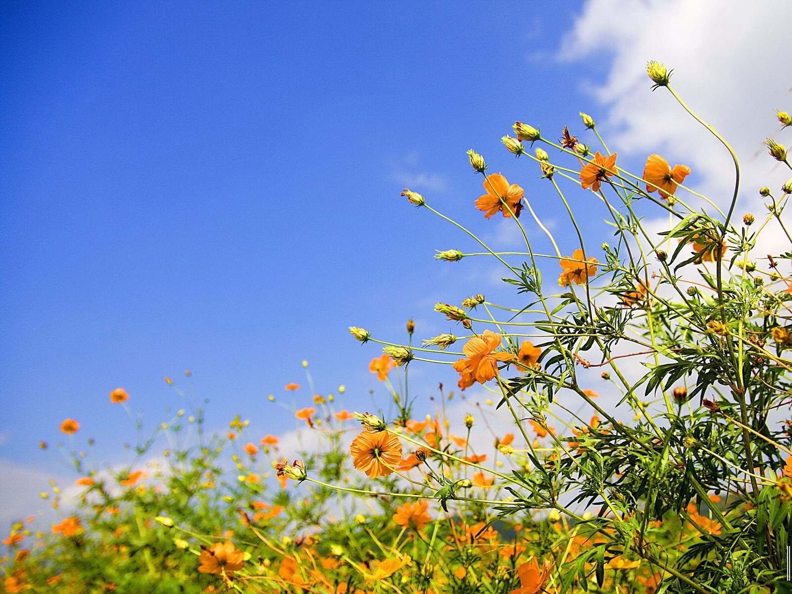 免费下载植物, 花卉, 天空手机壁纸。
