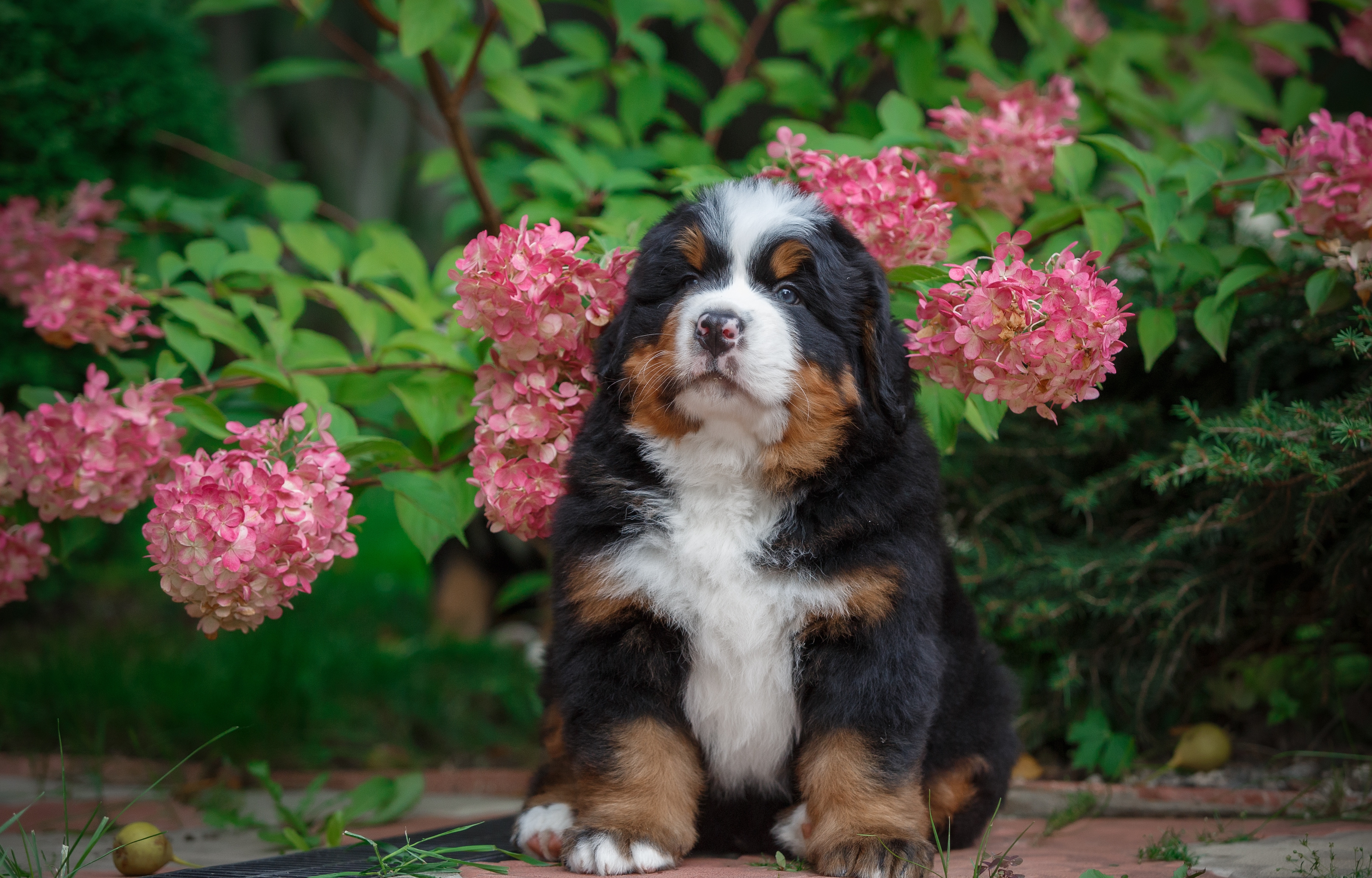 animal, bernese mountain dog, baby animal, dog, flower, hydrangea, puppy, dogs QHD