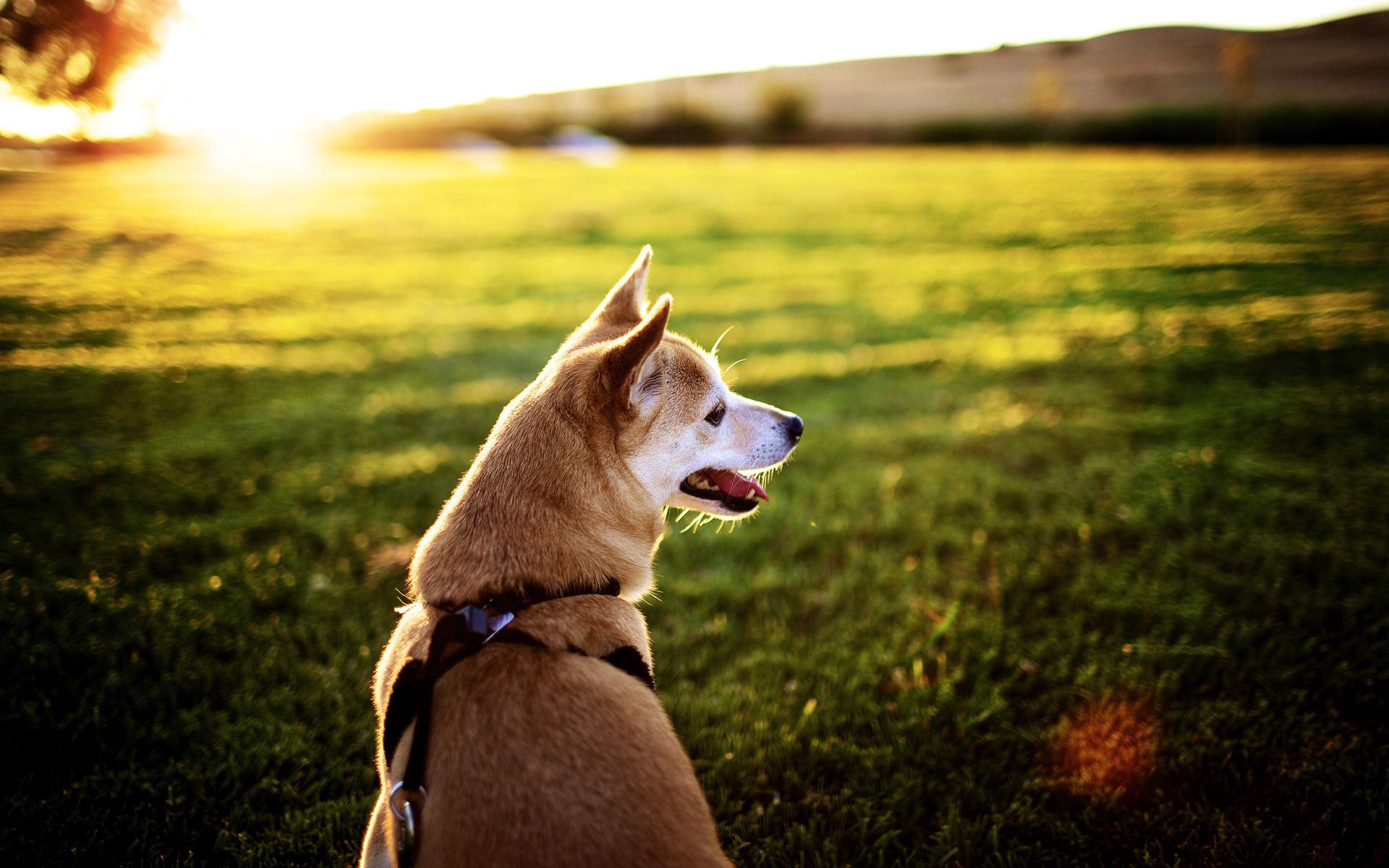 Download mobile wallpaper Sit, Language, Tongue, Grass, Rest, Dog, Animals, Relaxation, Sunset for free.