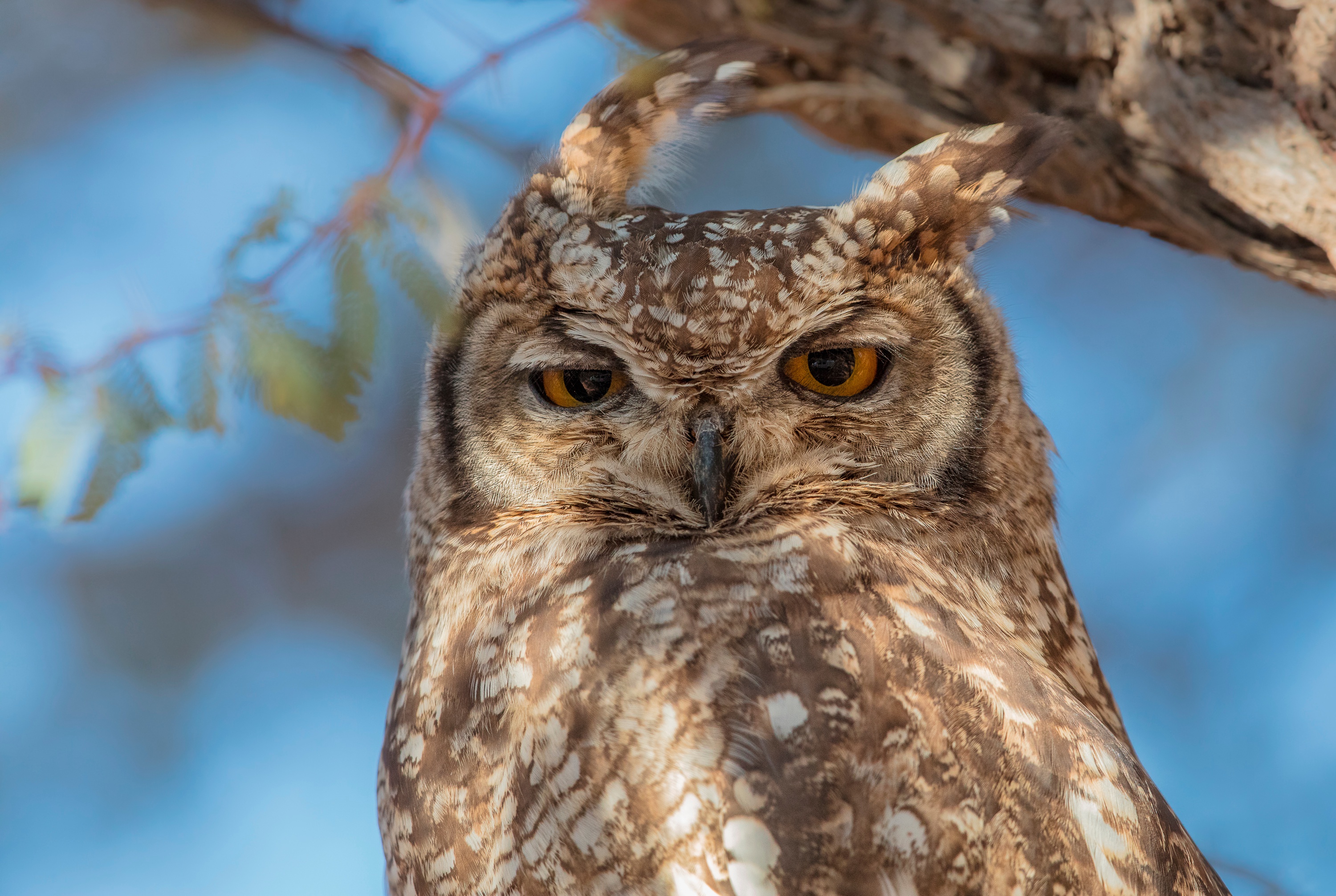 Owl  8k Backgrounds