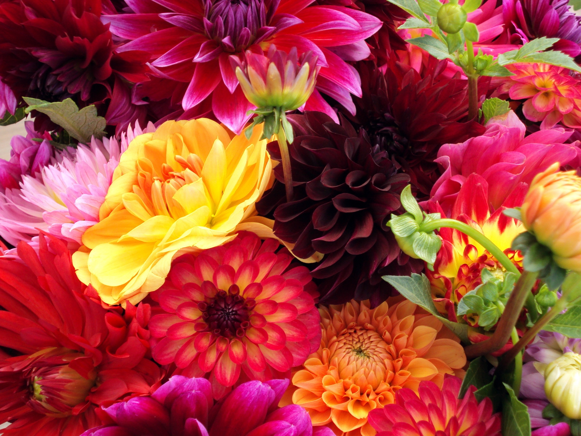 flowers, bright, dahlias, buds, different Aesthetic wallpaper