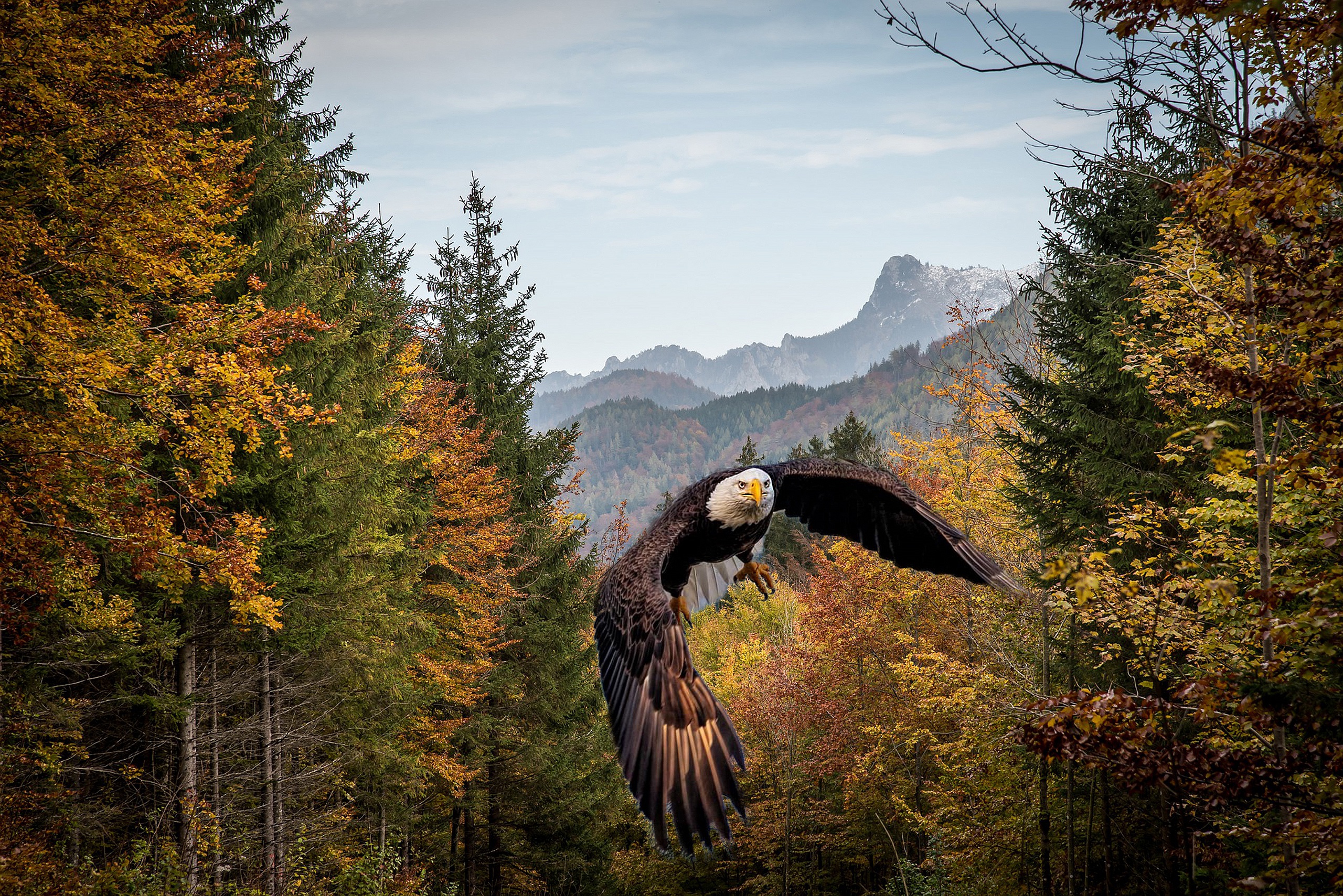 Орел на фоне леса