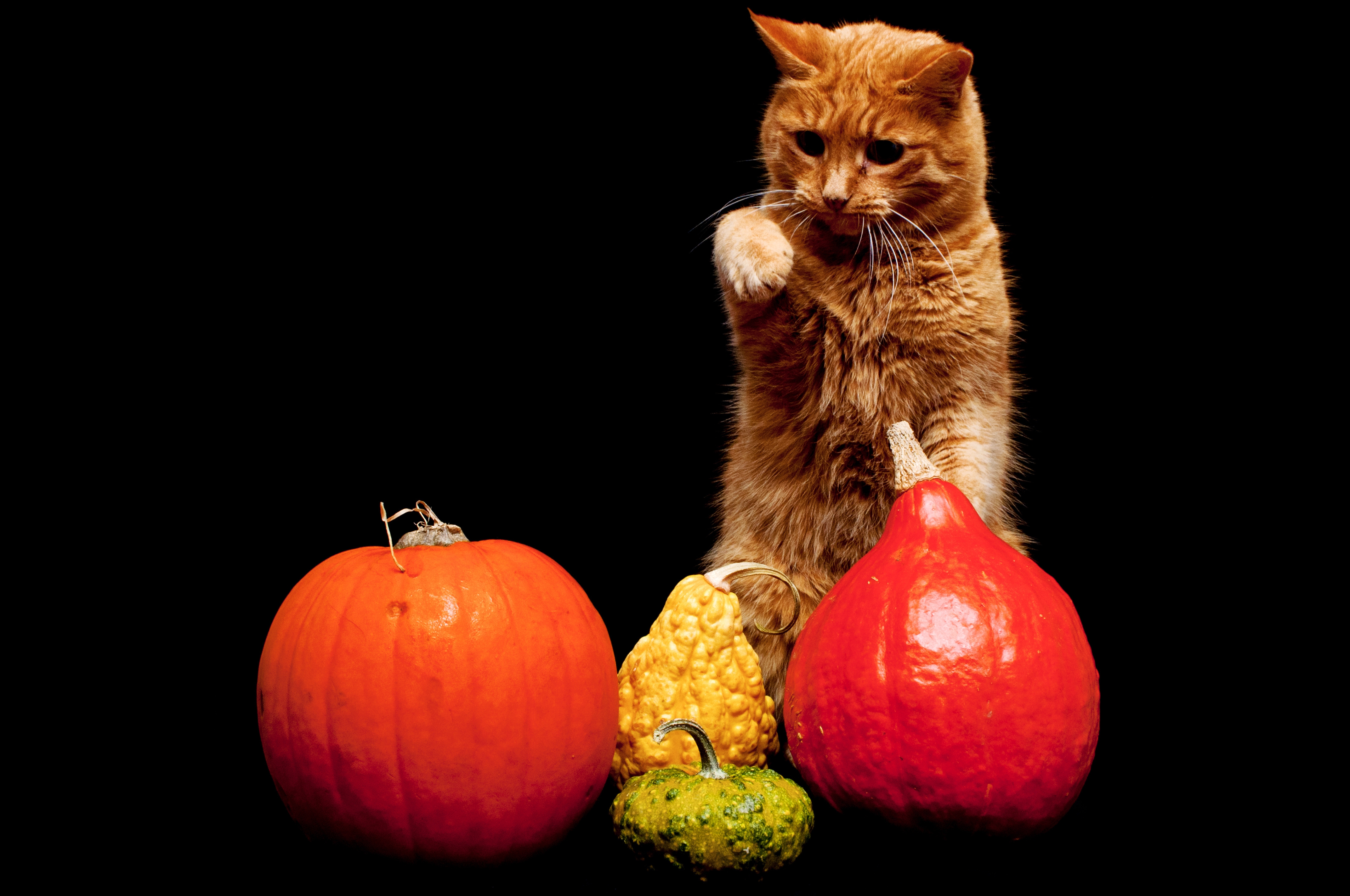 Laden Sie das Der Kater, Tiere, Katze, Kürbis, Hintergrund-Bild kostenlos auf Ihren PC-Desktop herunter