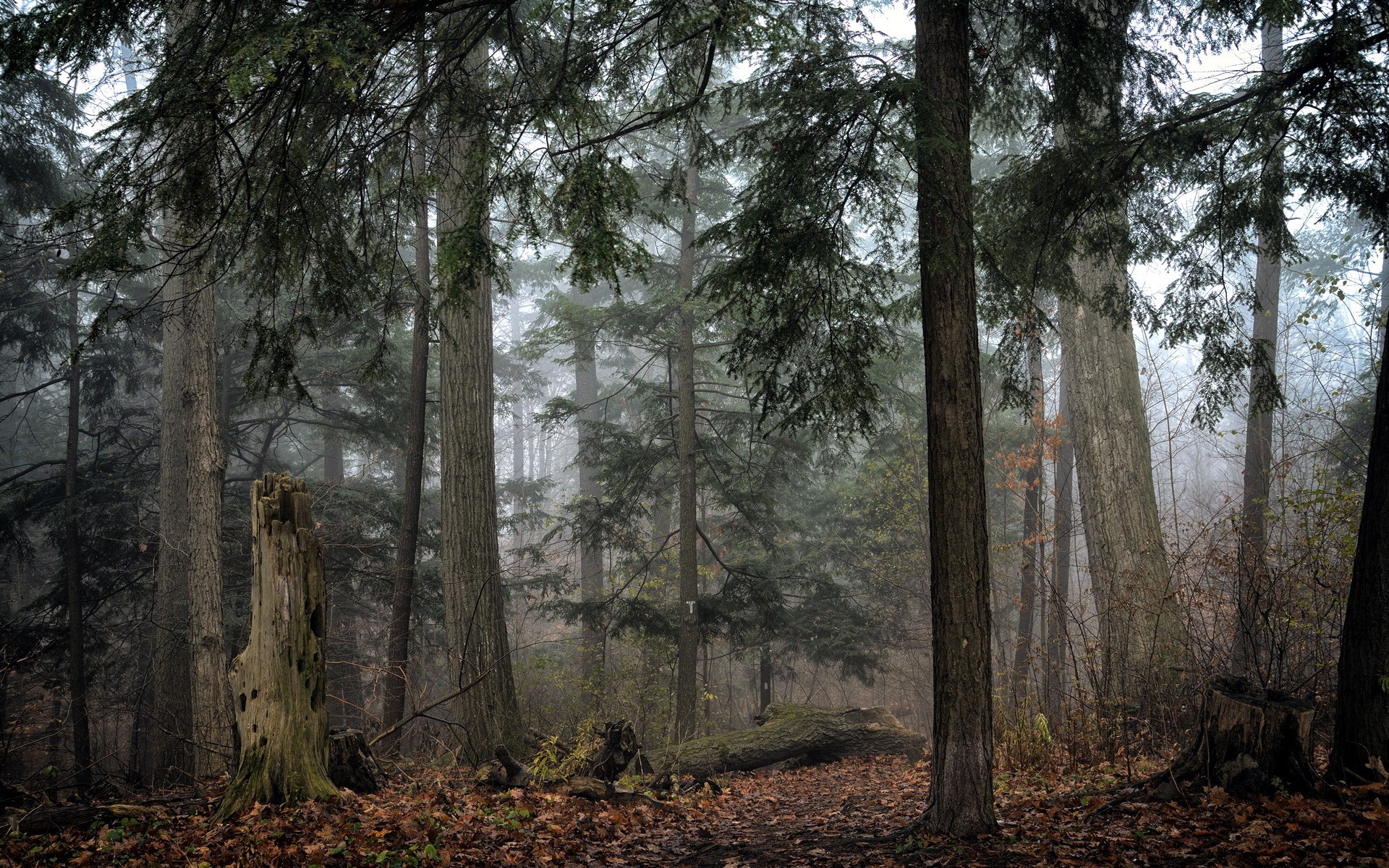 Густой Сосновый лес