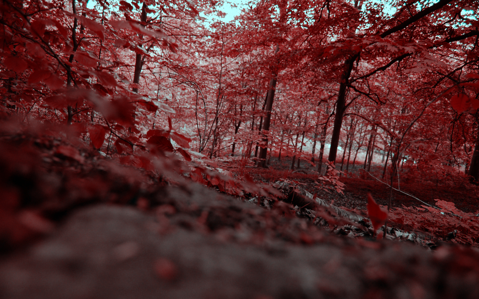 fall, forest, leaf, red, earth Full HD