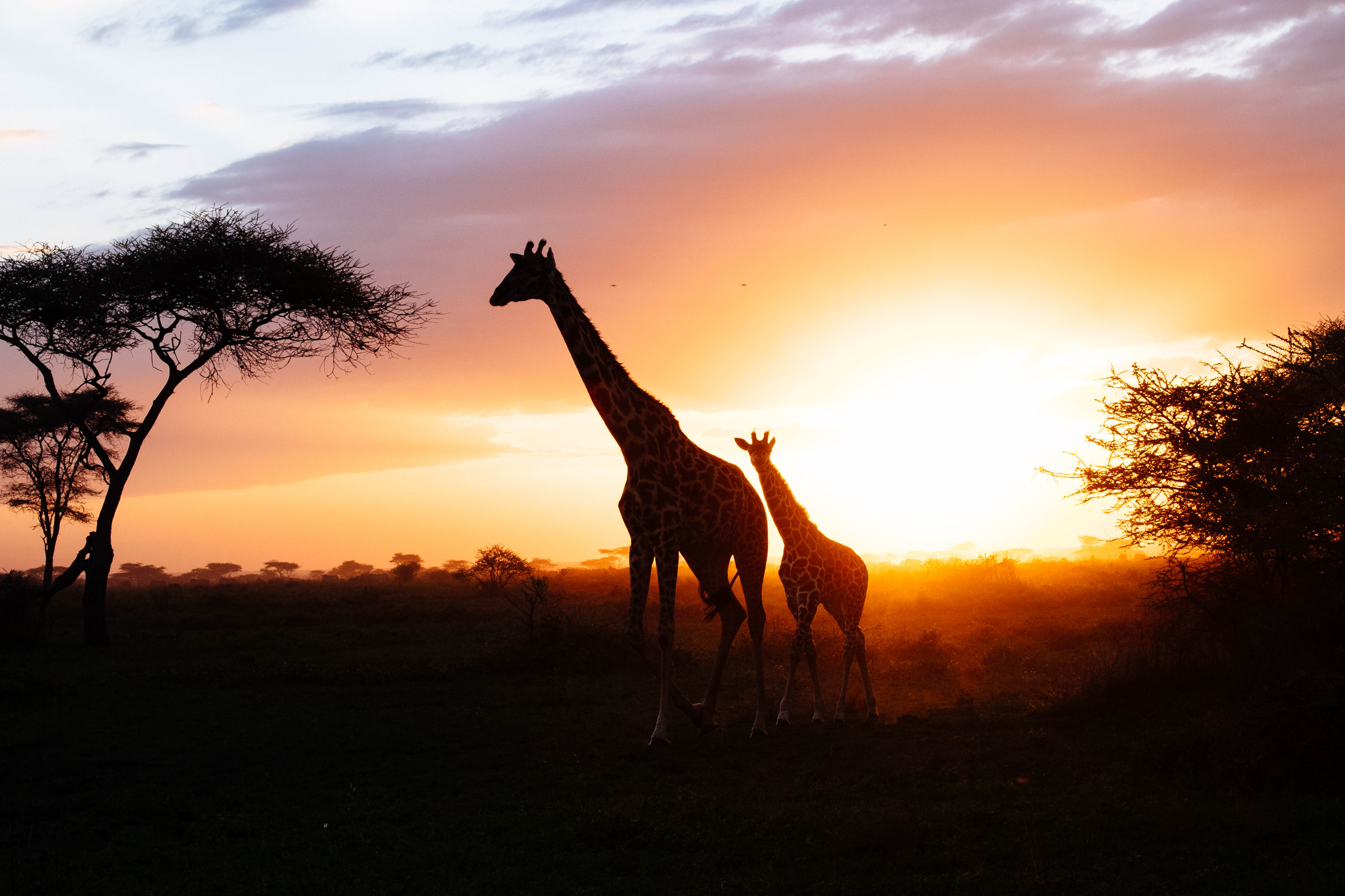 PC Wallpapers animals, giraffes, young, couple, pair, silhouettes, joey