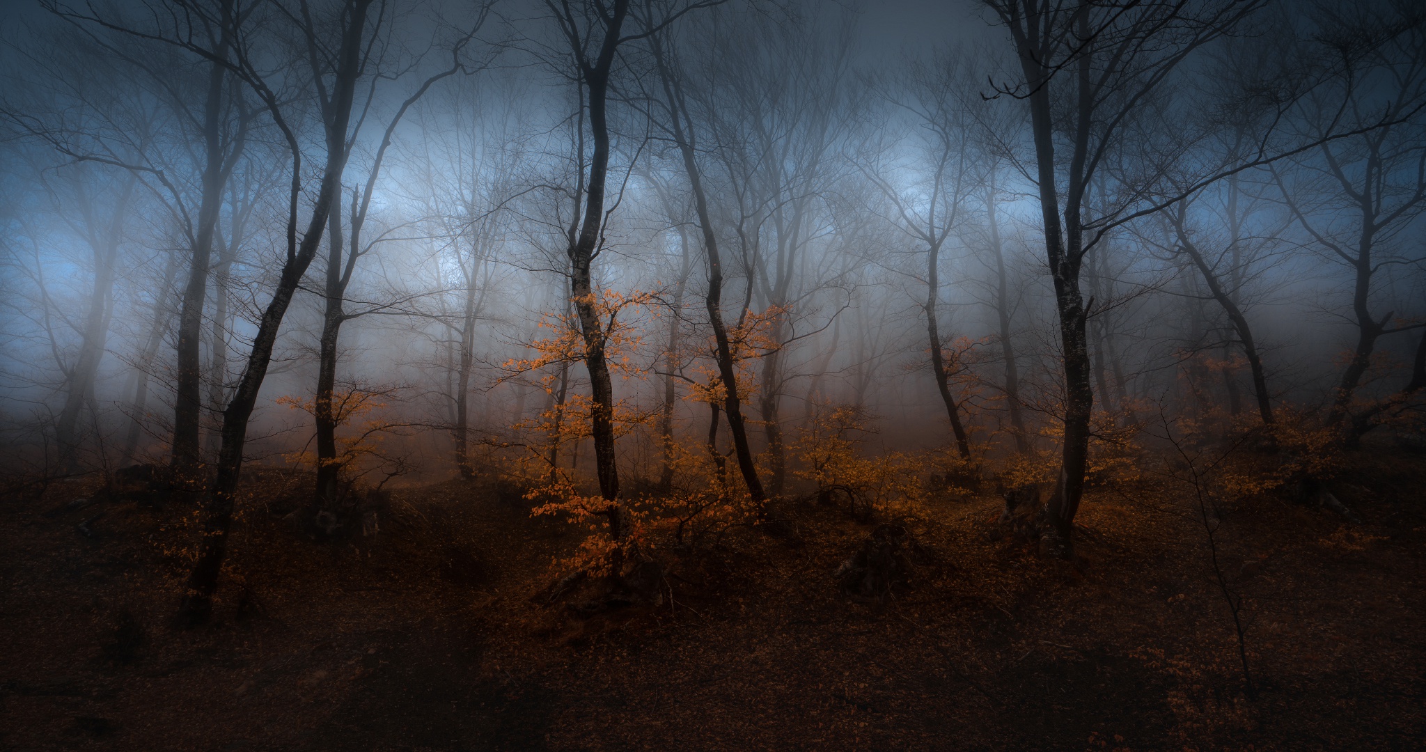 Осенний лес тумане Южаков