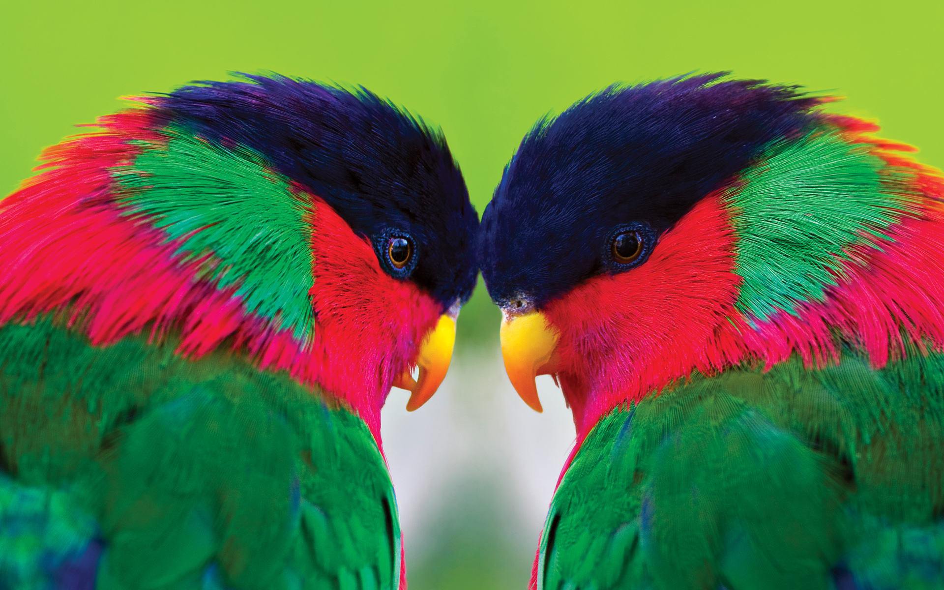 birds, animal, parrot, collared lory HD wallpaper