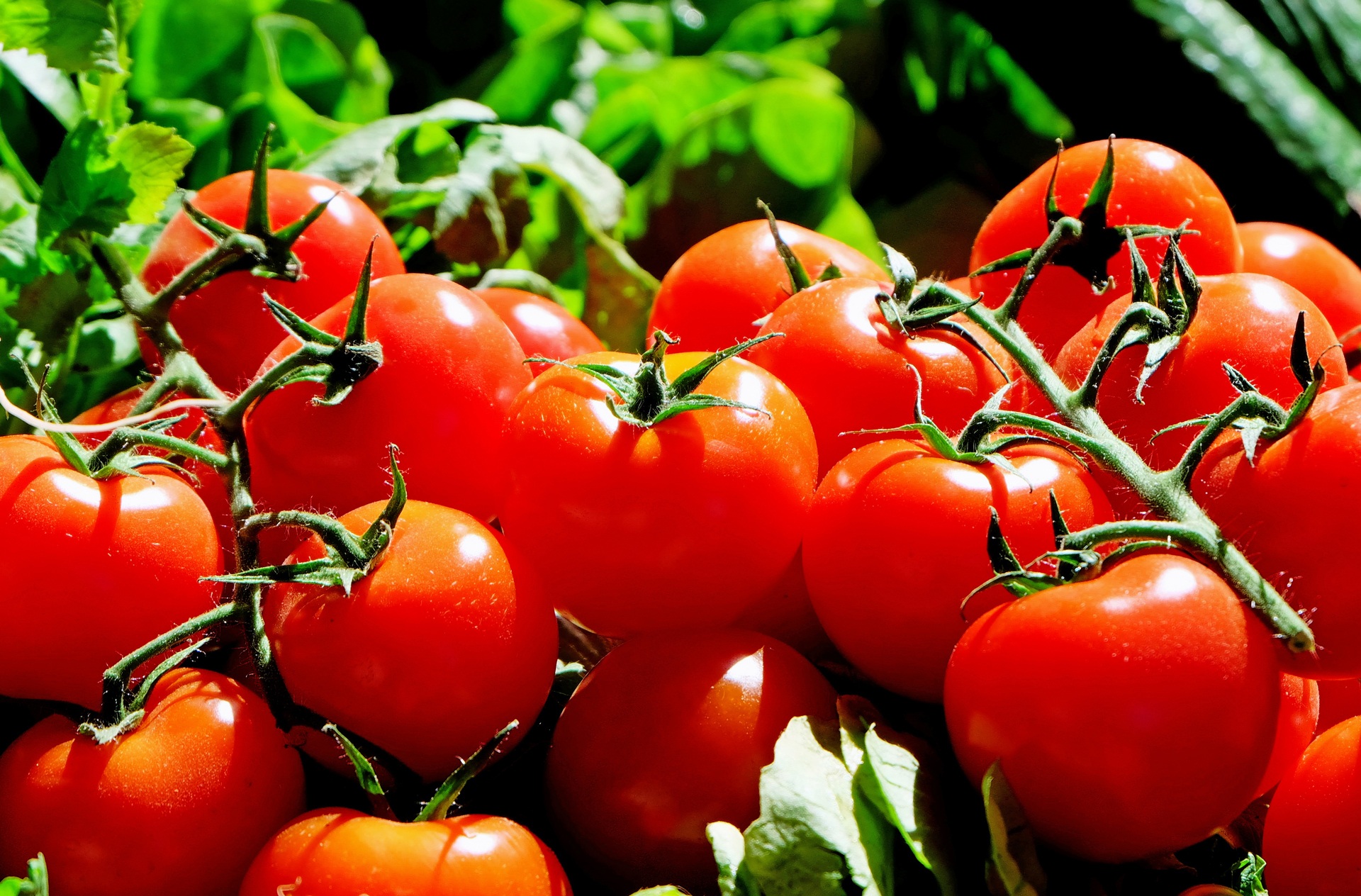 Download mobile wallpaper Food, Branch, Tomatoes, Vegetables for free.