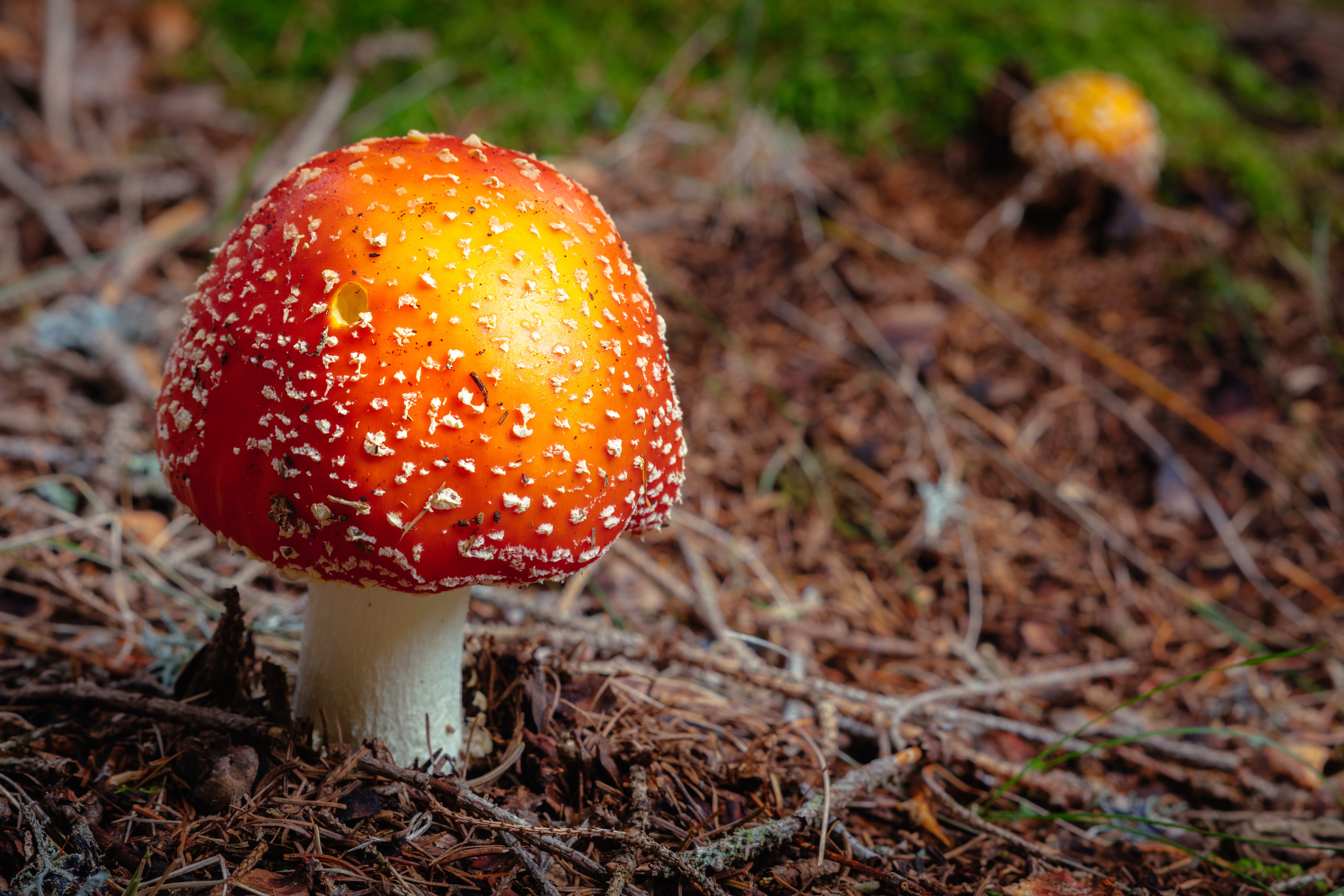 autumn, mushroom, nature, foliage, fly agaric Free Stock Photo