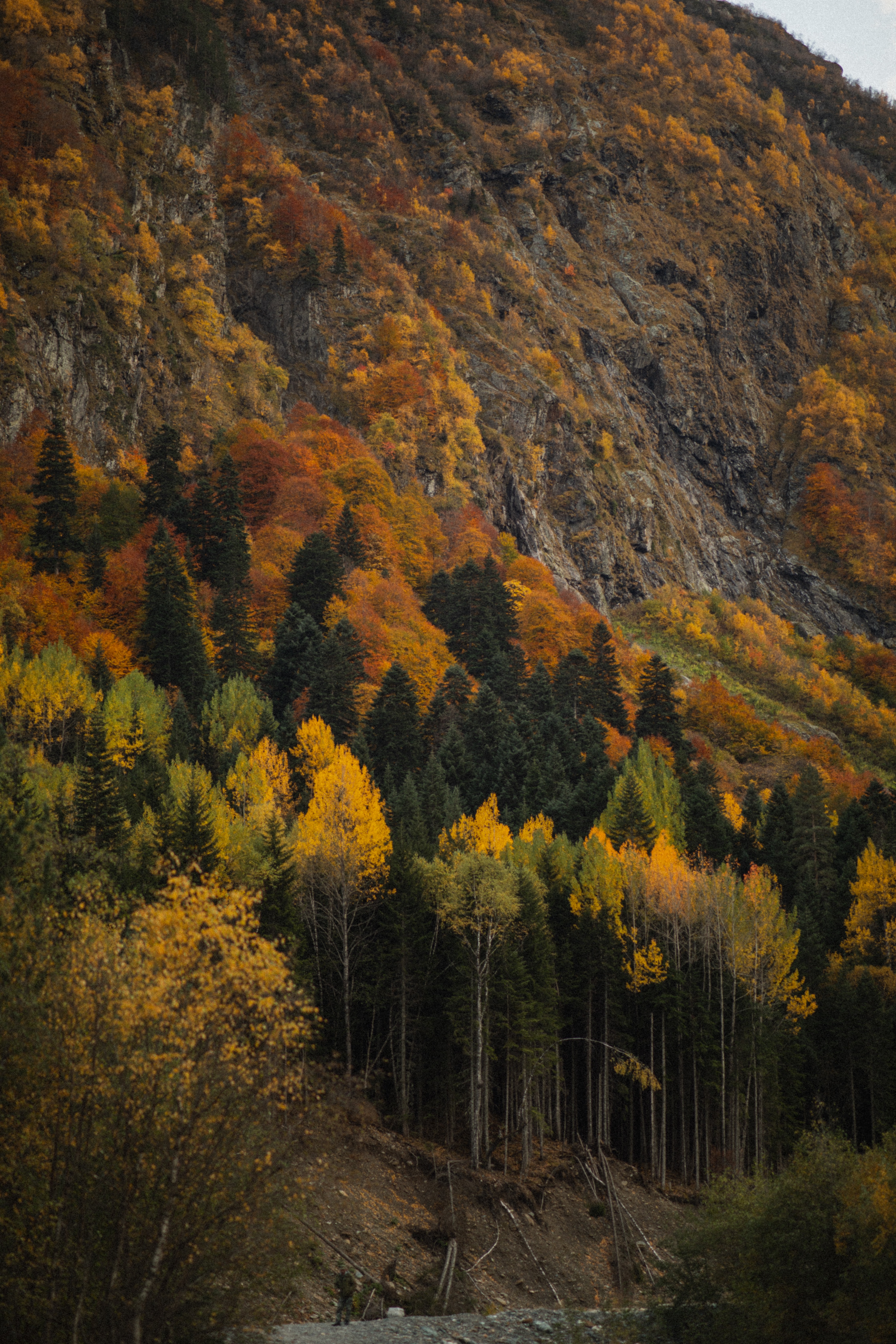Mobile wallpaper trees, autumn, nature, forest, slope