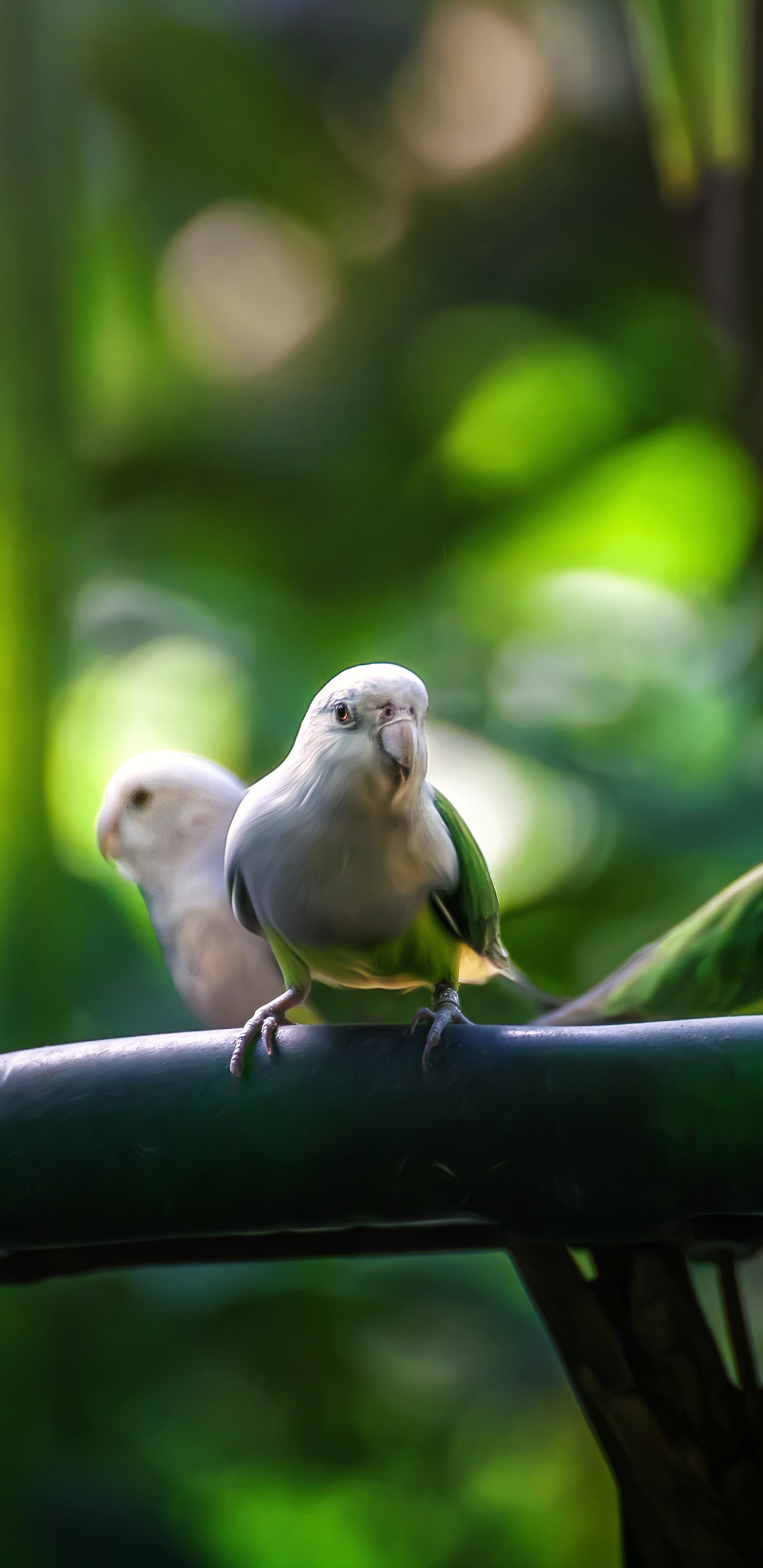 Download mobile wallpaper Birds, Bird, Animal, Bokeh, Budgerigar, Parrot for free.