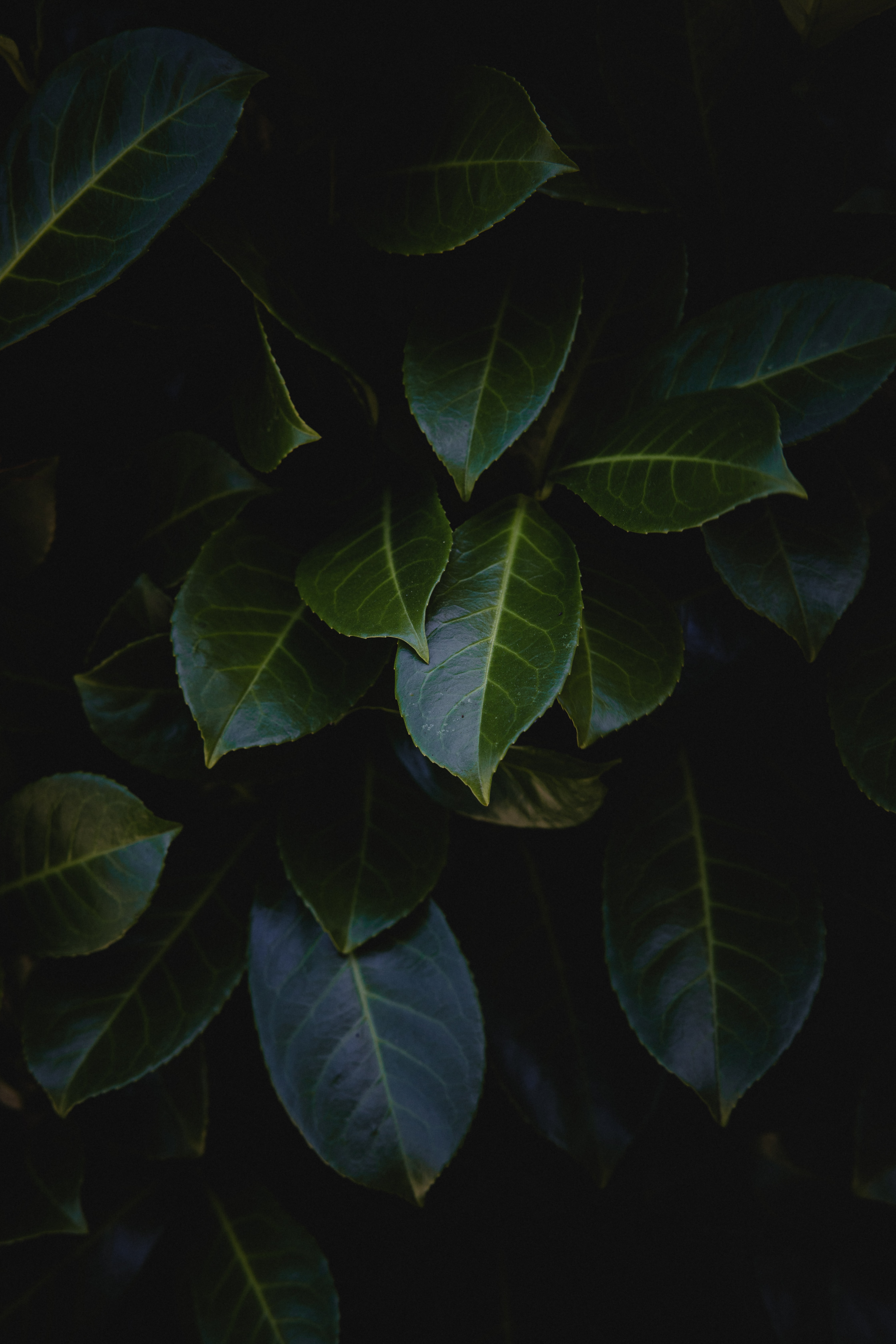 Lock Screen PC Wallpaper leaves, bush, plant, dark, glossy