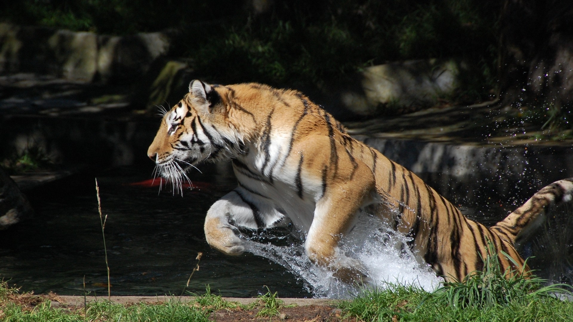 45203 Bild herunterladen tigers, tiere - Hintergrundbilder und Bildschirmschoner kostenlos