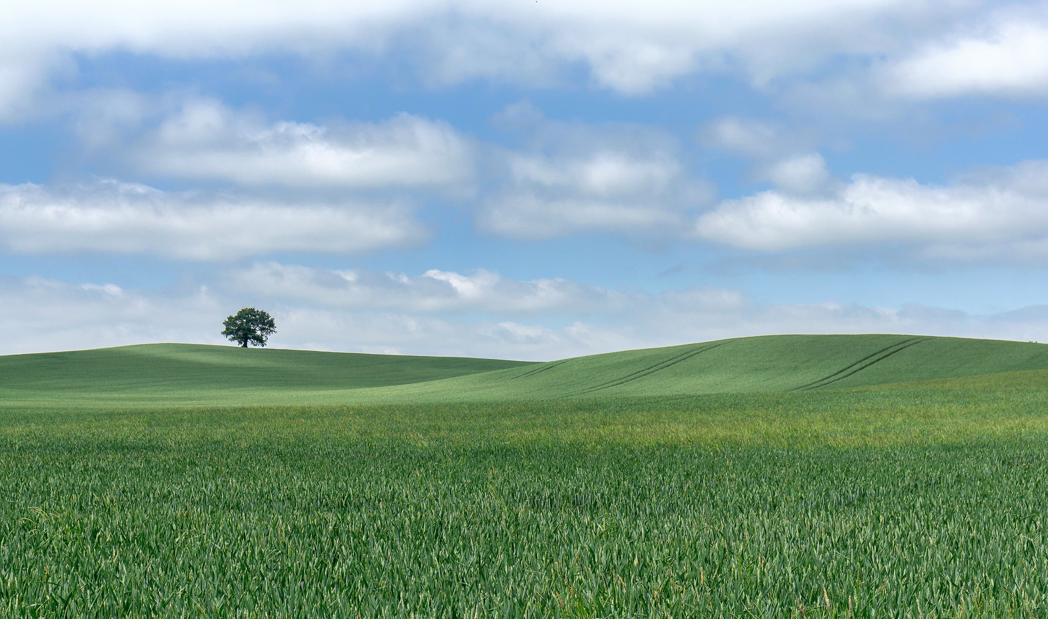 Free download wallpaper Landscape, Nature, Summer, Tree, Earth, Field, Hill, Cloud, Lonely Tree on your PC desktop