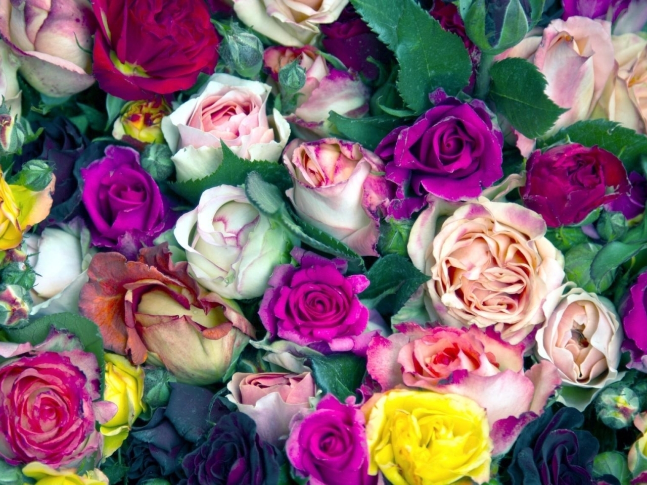 Téléchargez des papiers peints mobile Fleurs, Plantes, Contexte, Roses gratuitement.