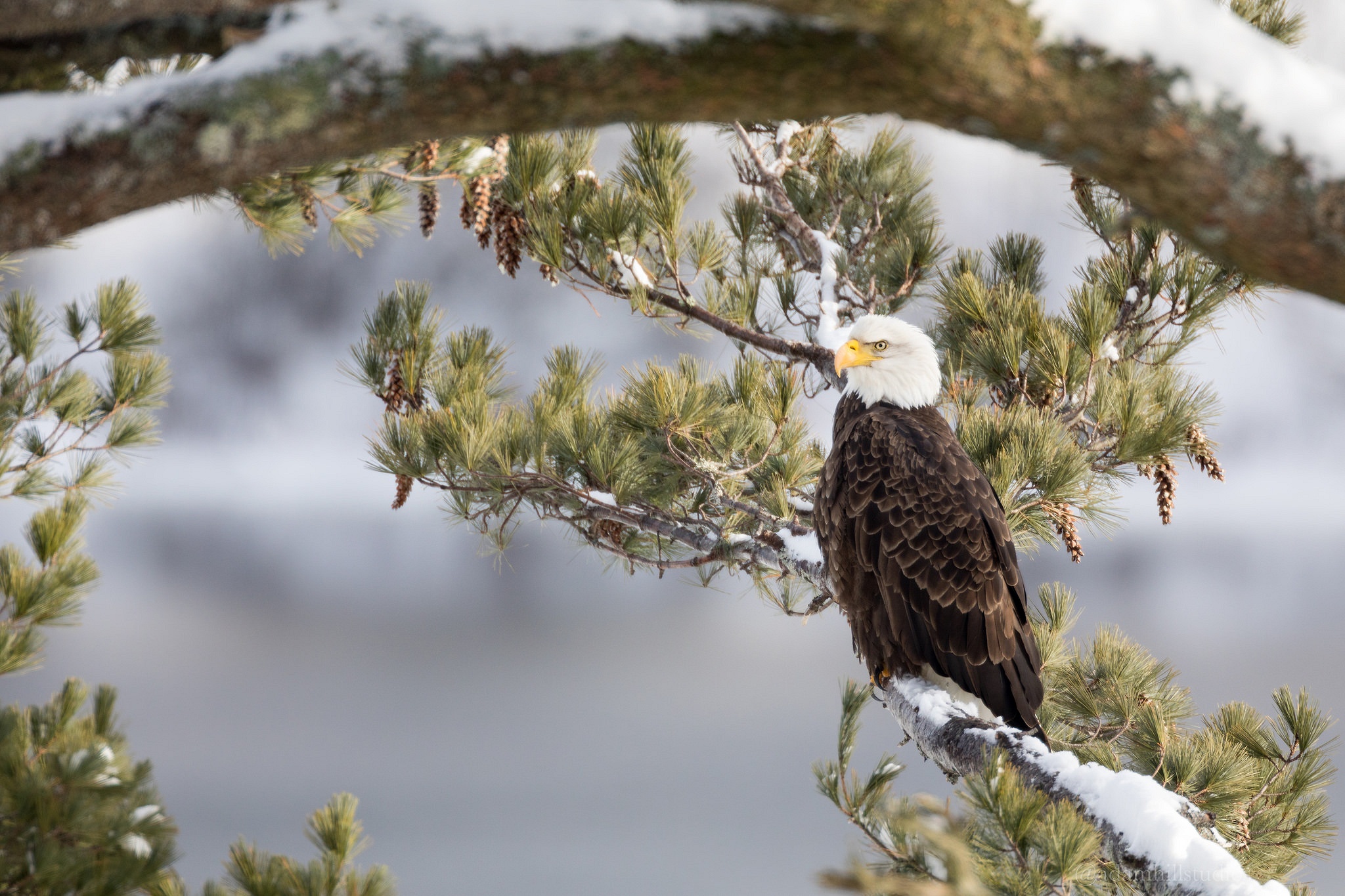 Download mobile wallpaper Winter, Birds, Bird, Animal, Eagle, Bald Eagle, Bird Of Prey for free.