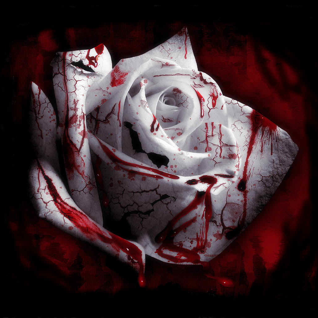 Téléchargez des papiers peints mobile Rose, Sang, Fleur, Sombre, Rose Blanche, Fleur Blanche gratuitement.